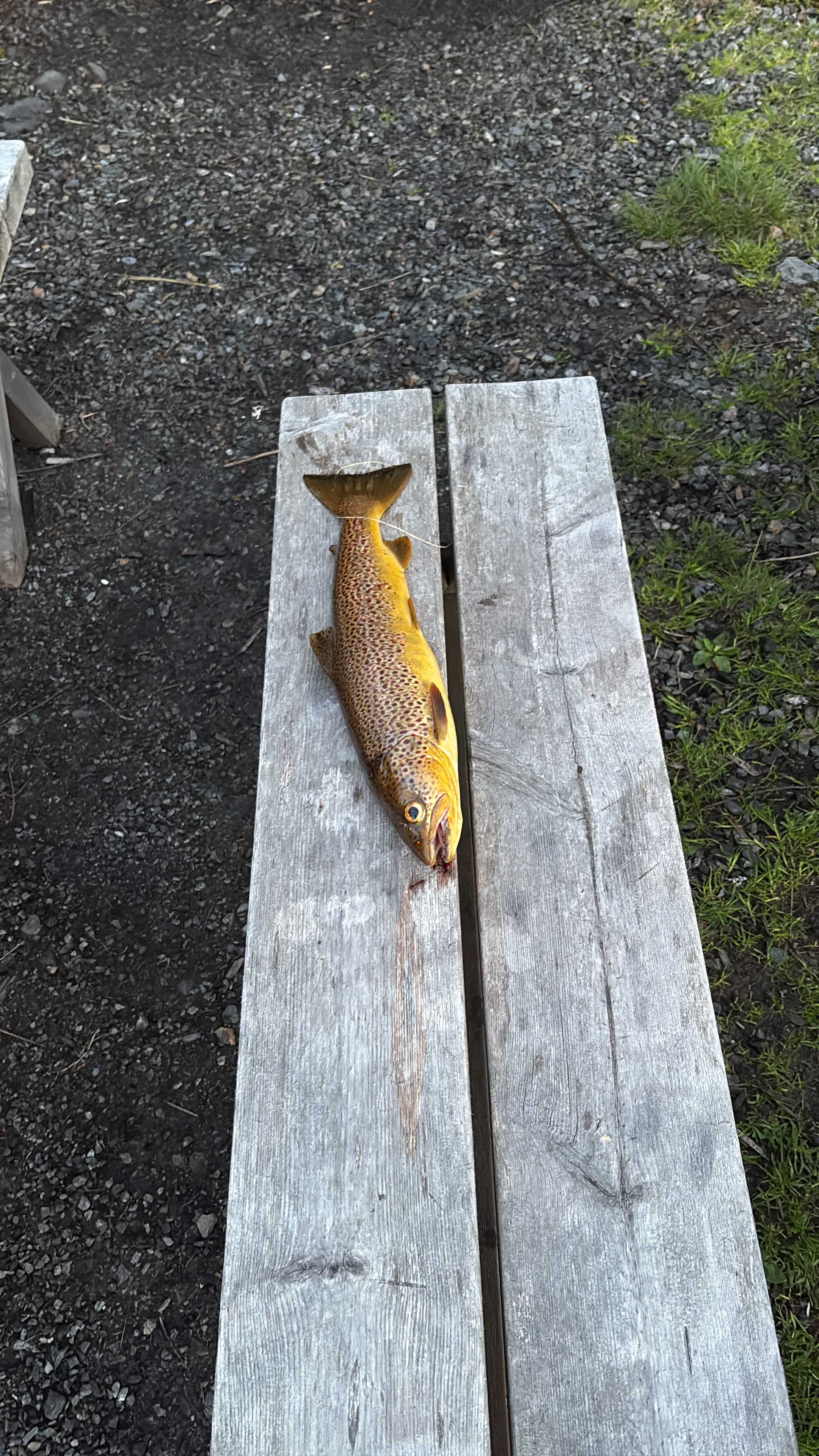 Kuva saaliista