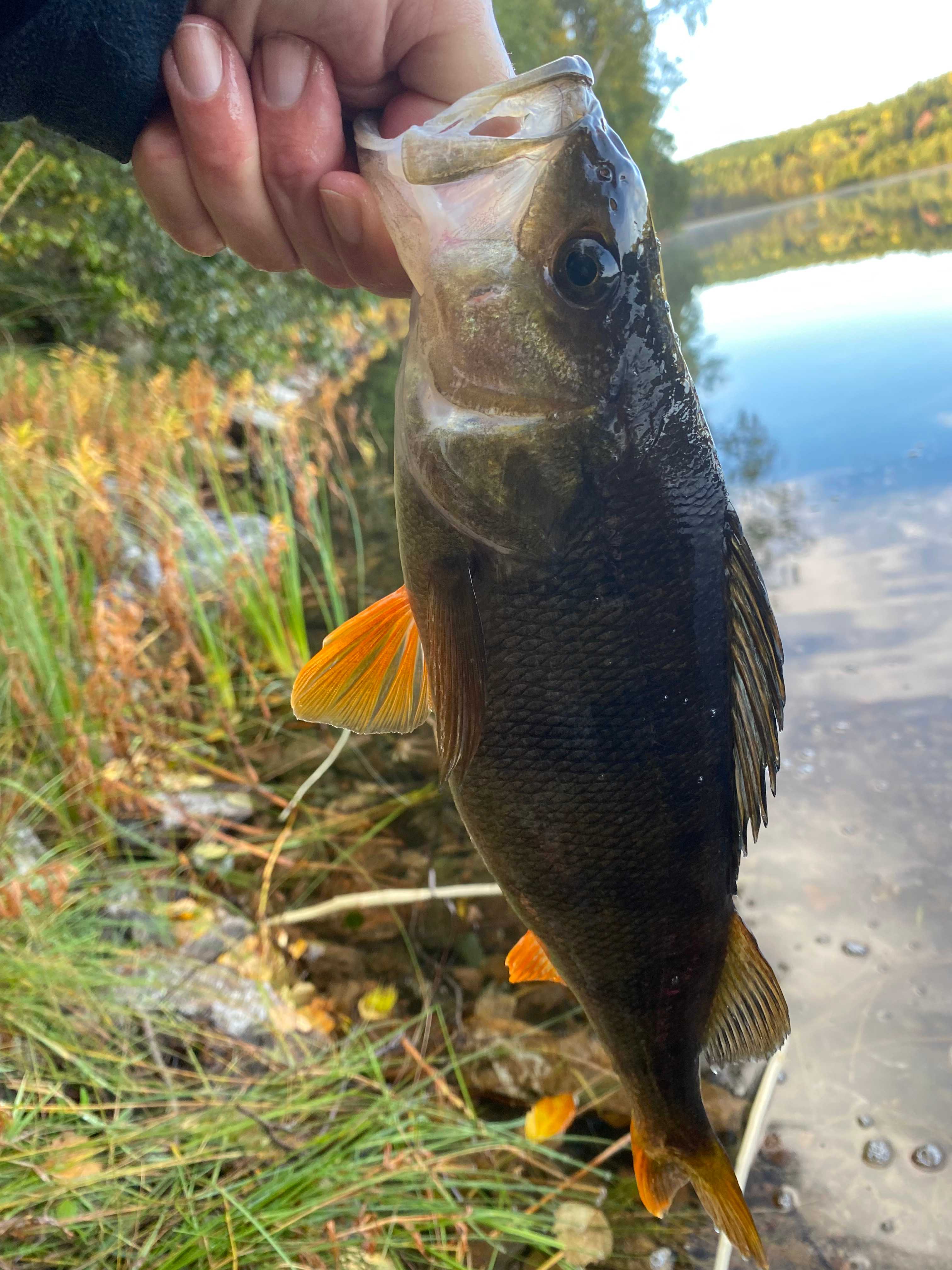 Image of catch