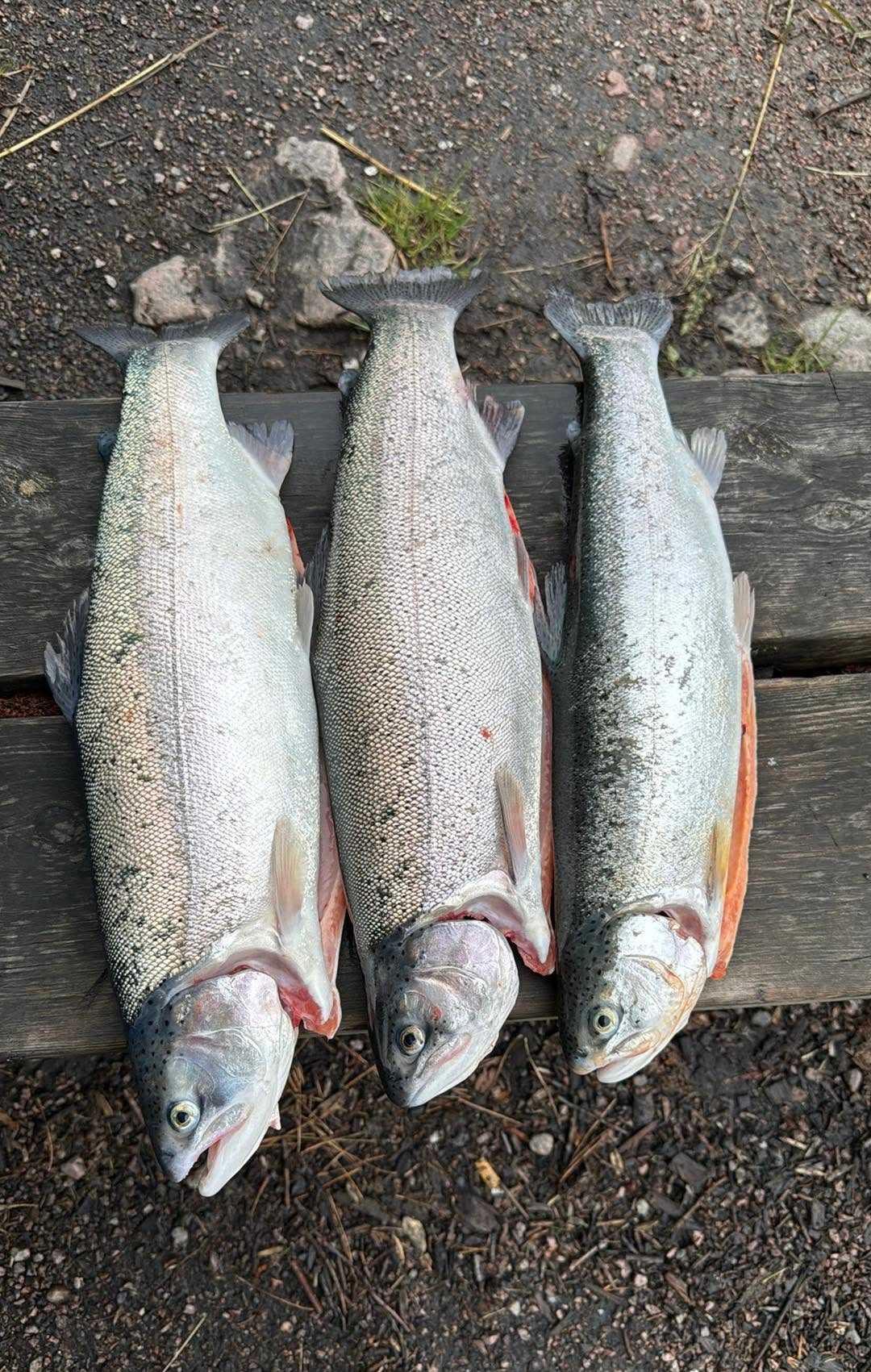 Kuva saaliista