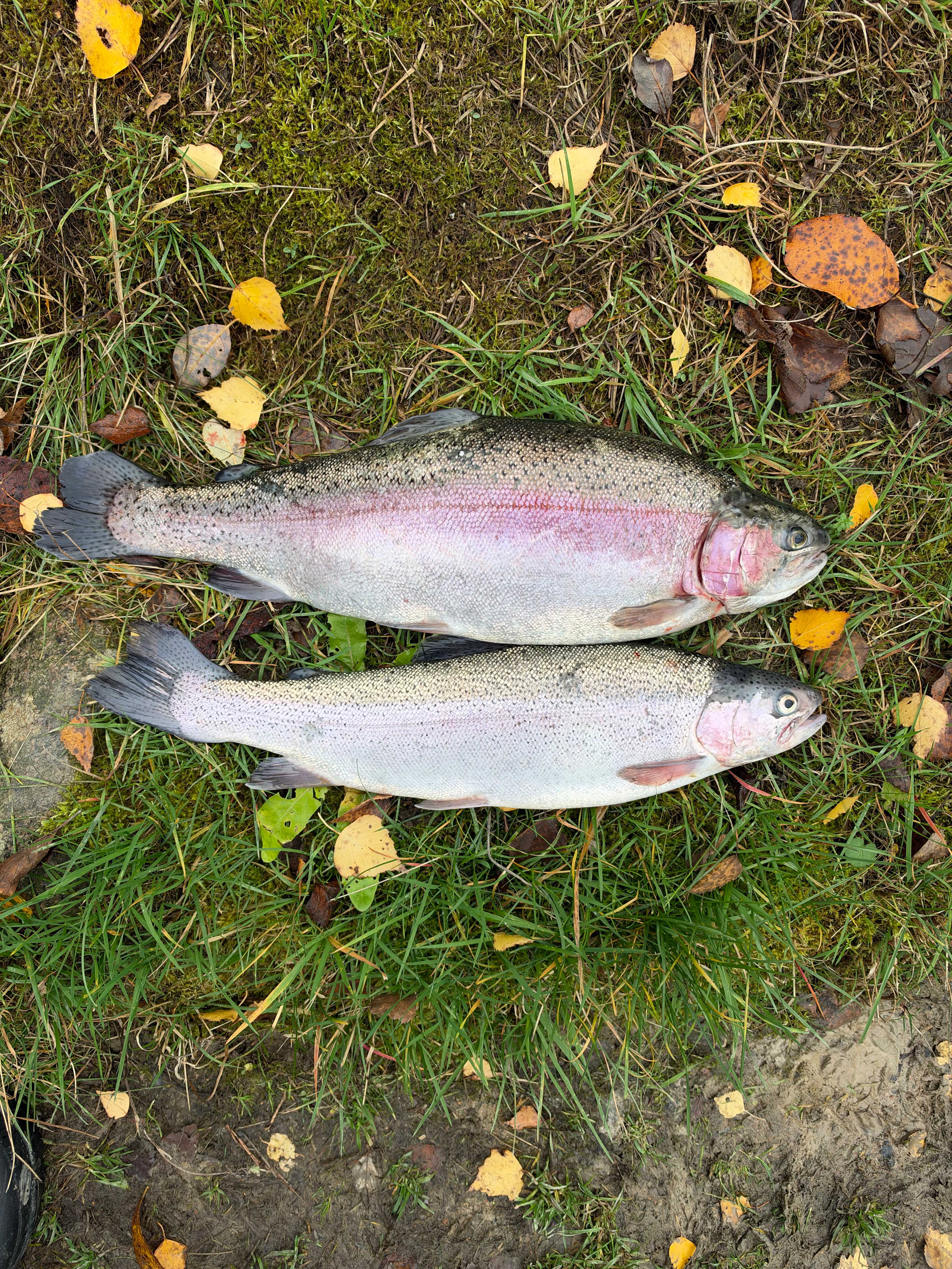 Image of catch