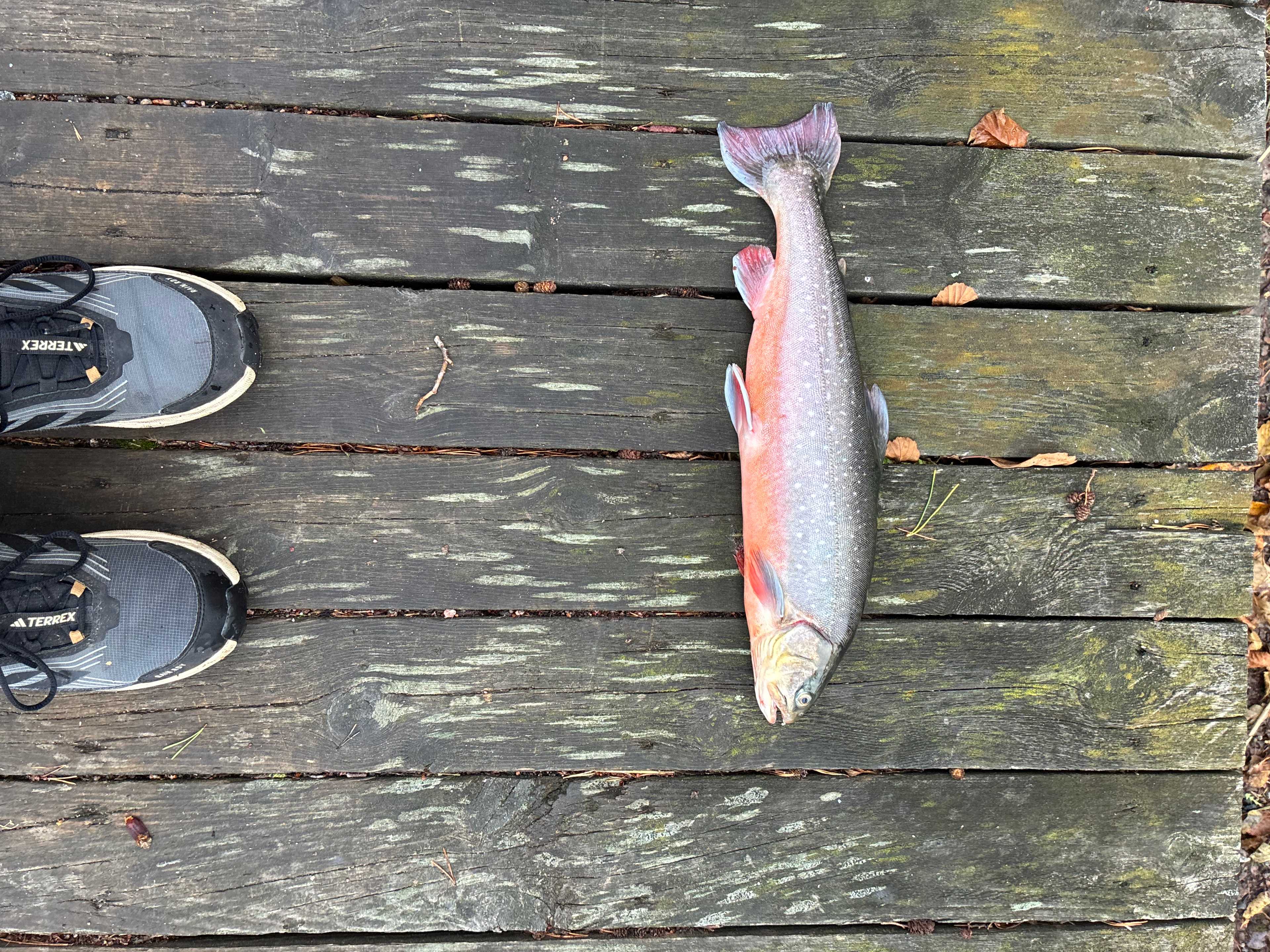 Image of catch