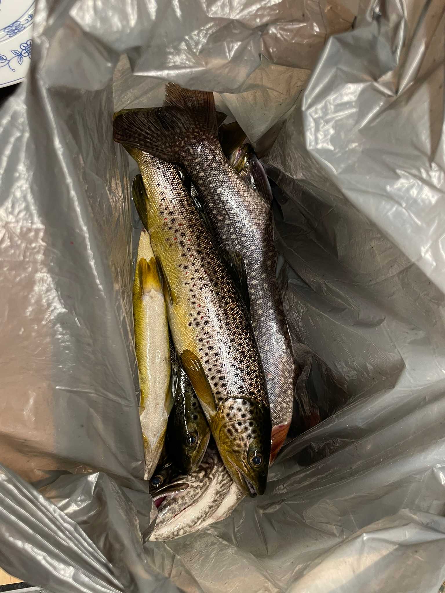 Bild des Fangs