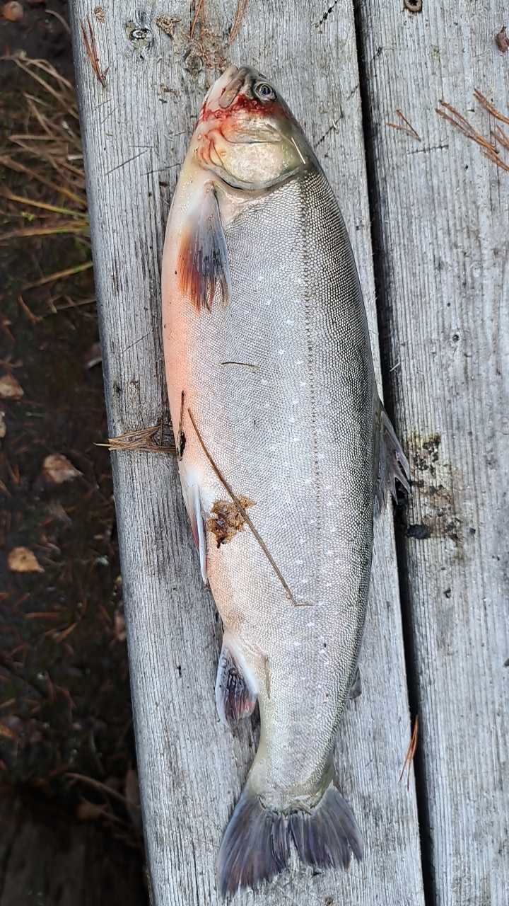 Image of catch