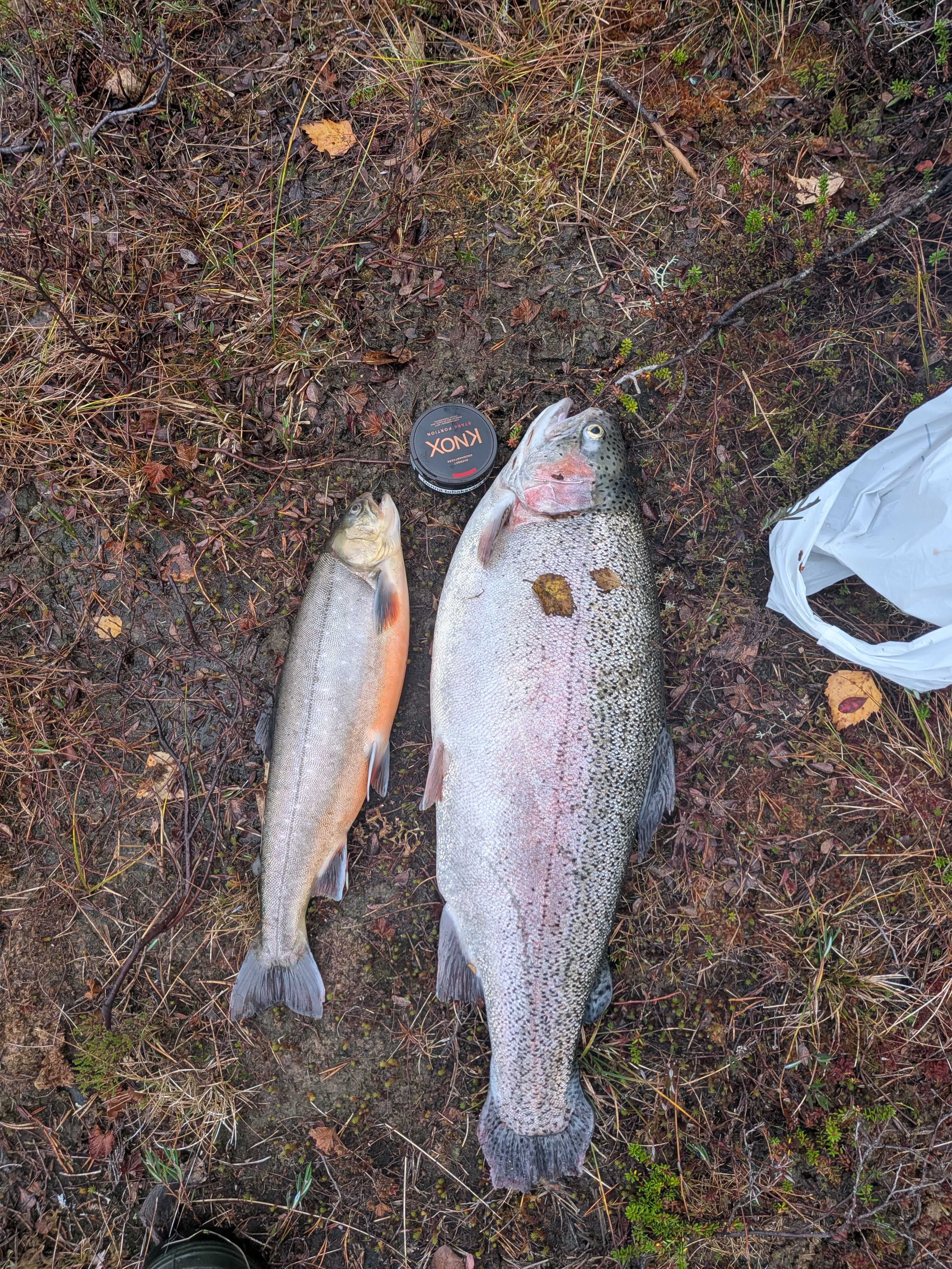 Fångstrapportbild