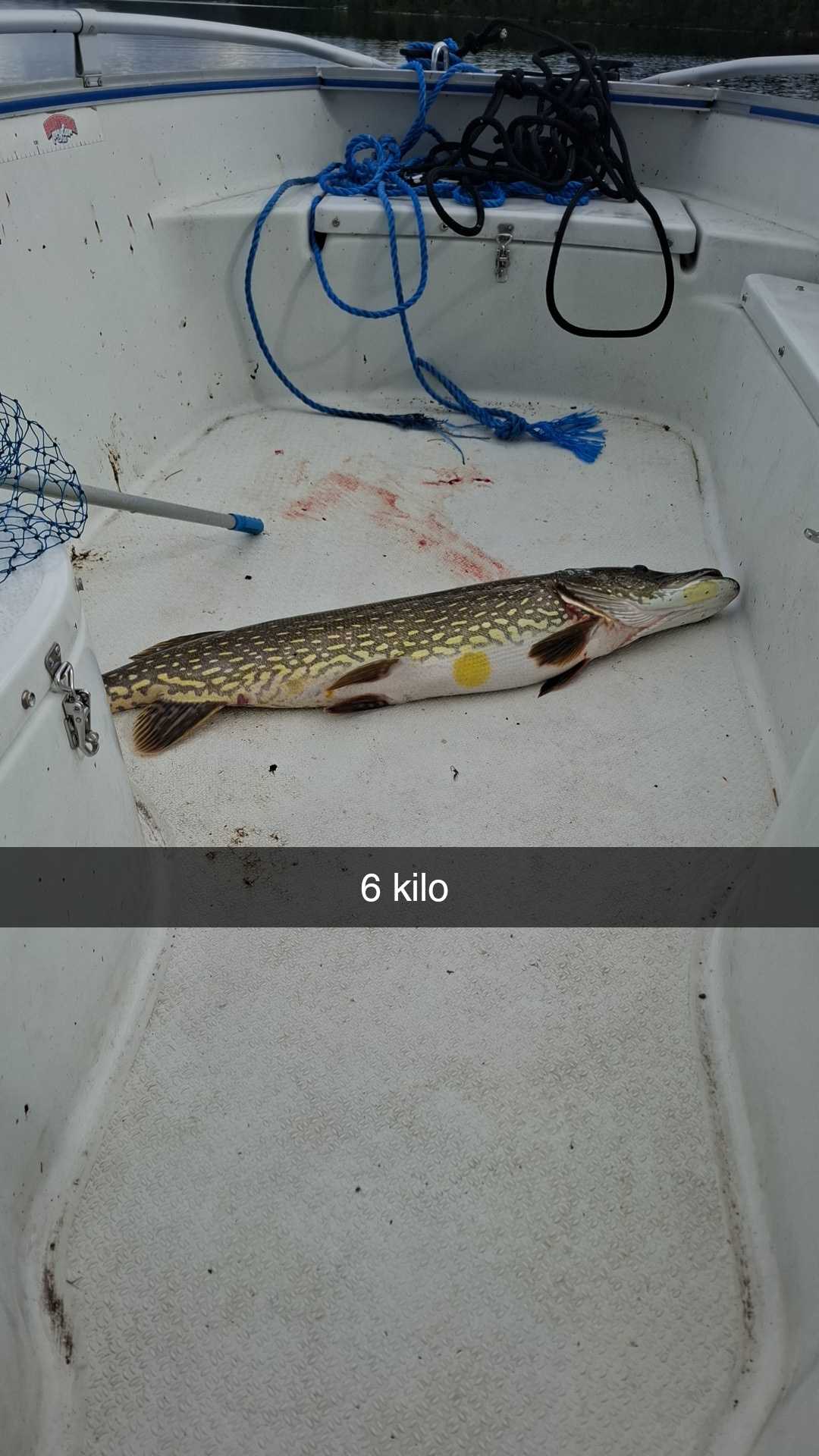 Kuva saaliista