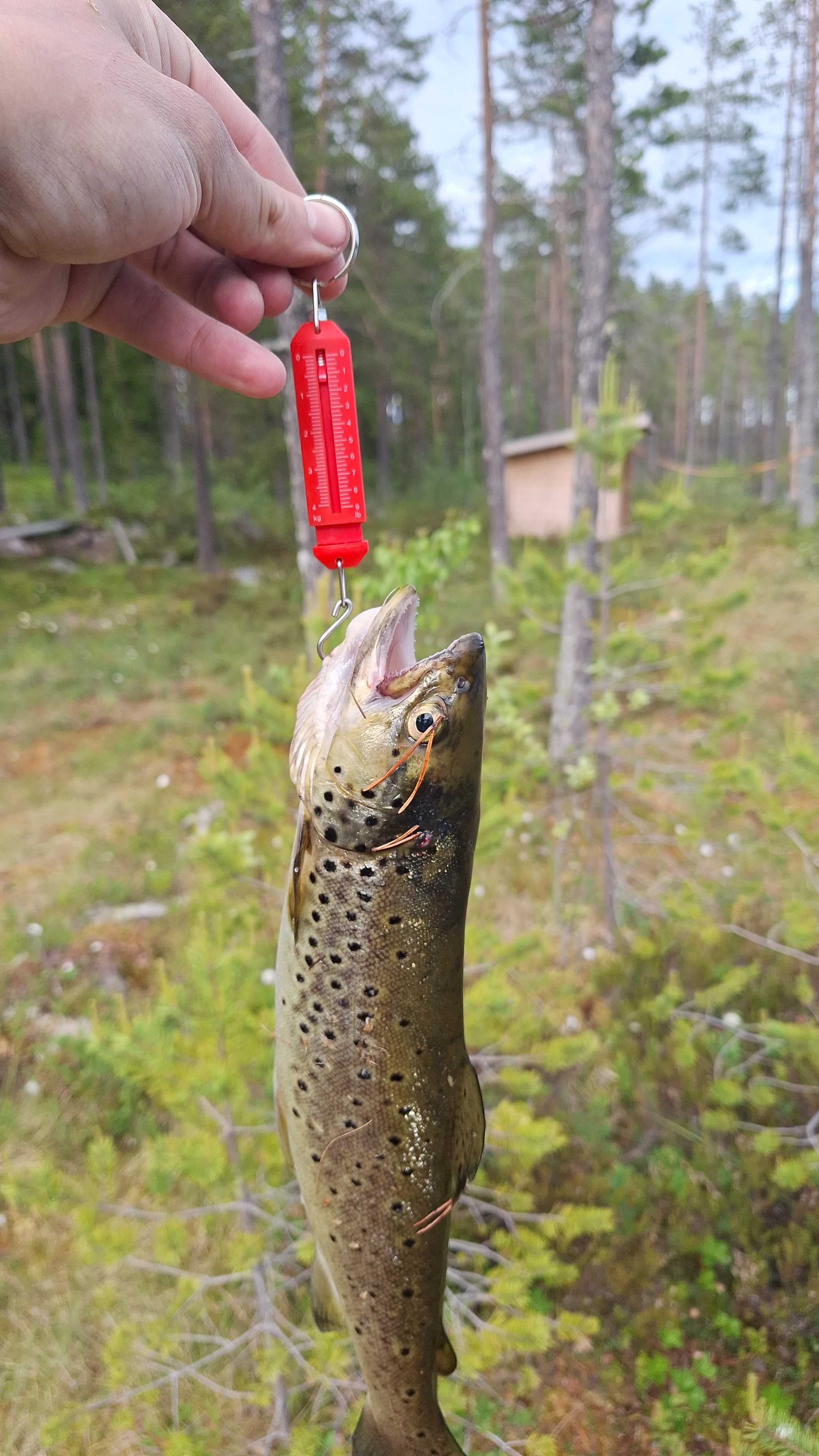 Kuva saaliista