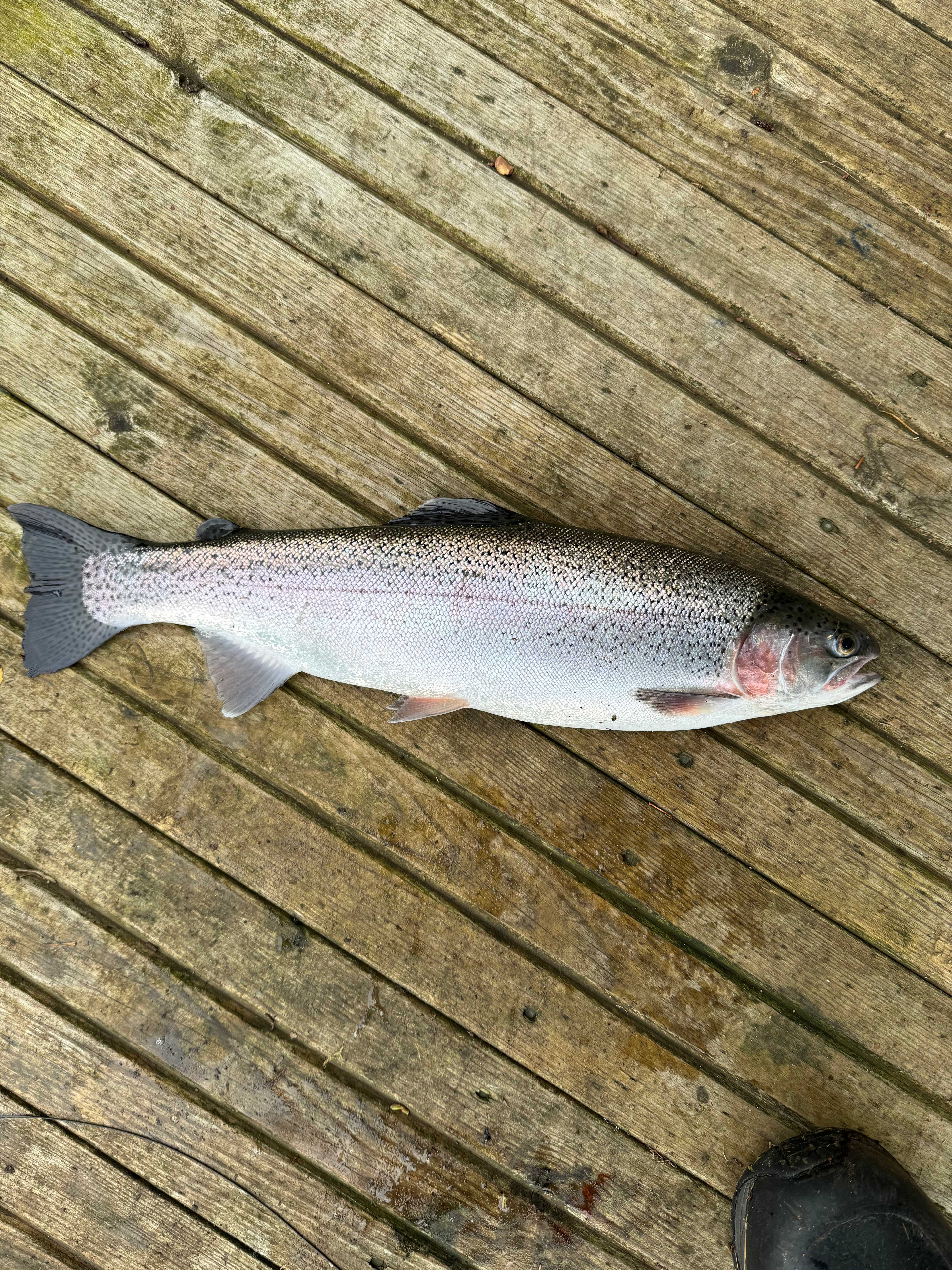 Fångstrapportbild