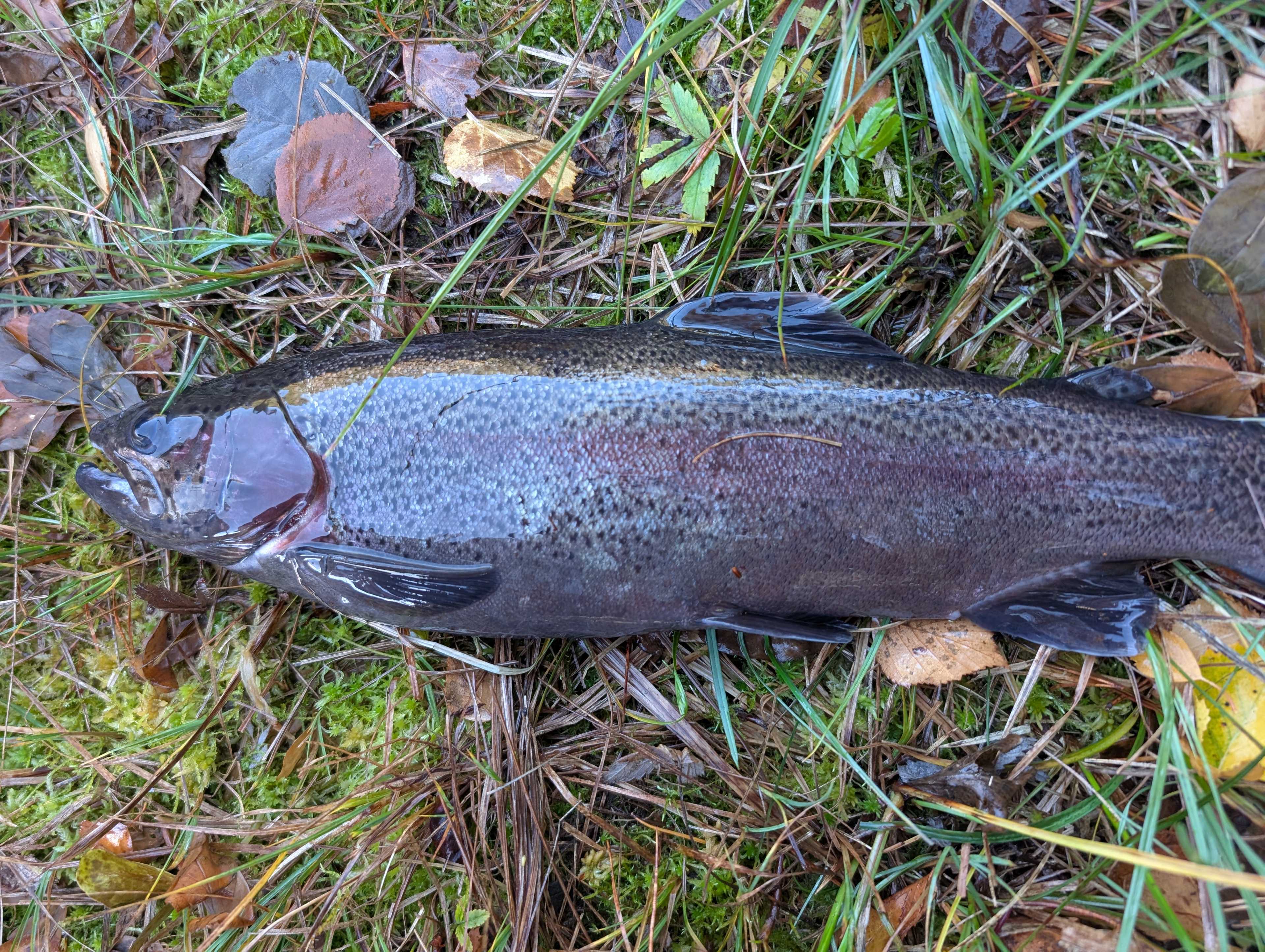 Image of catch