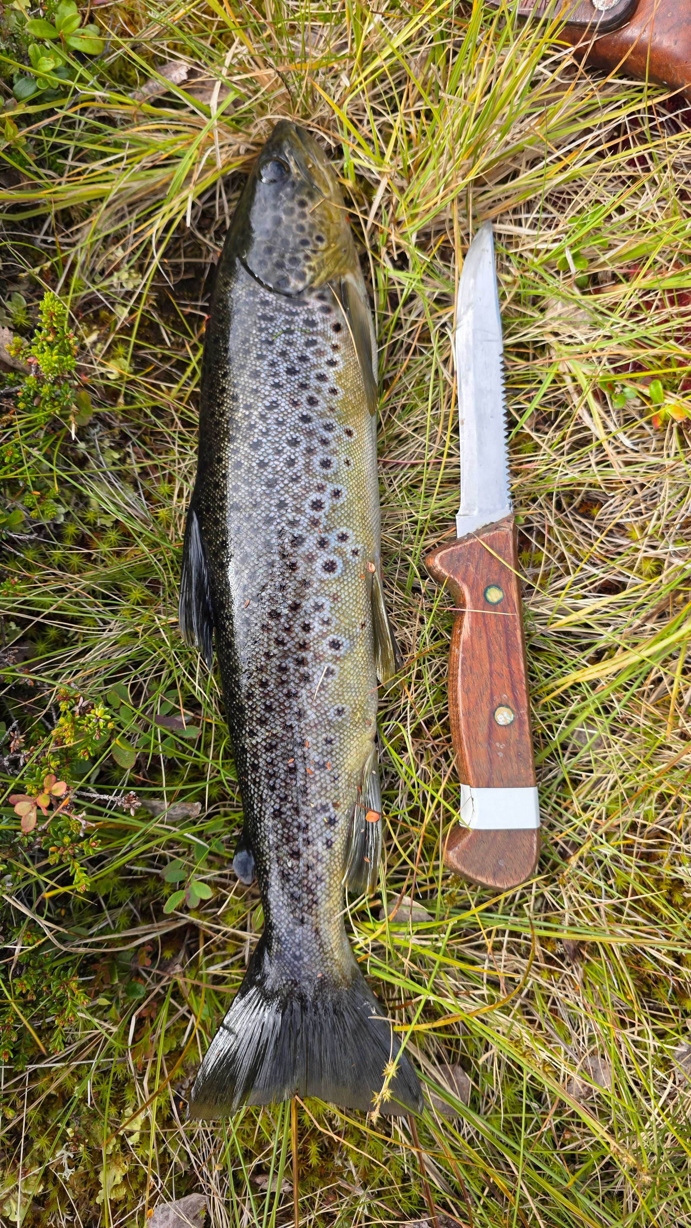 Kuva saaliista