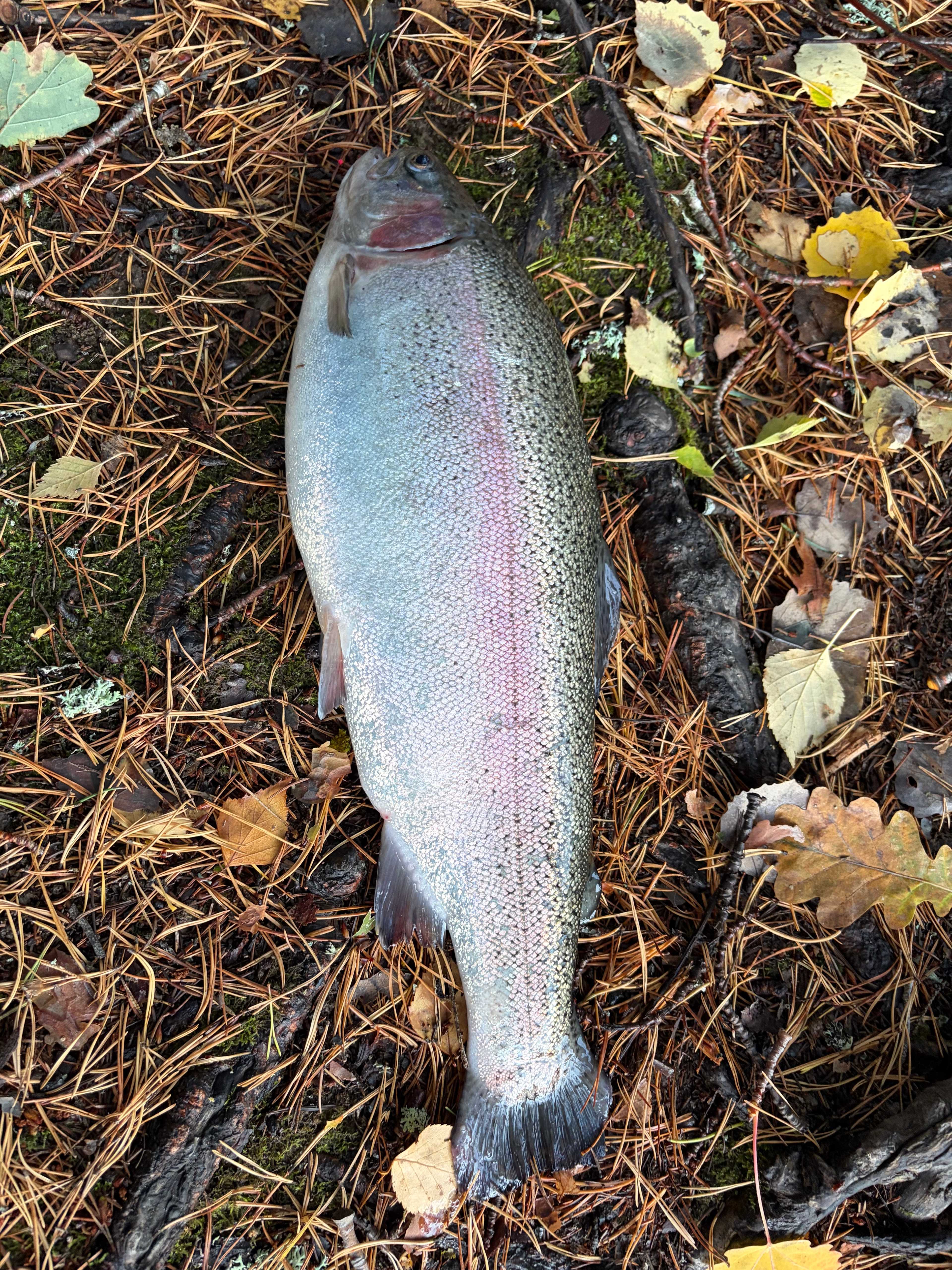 Image of catch