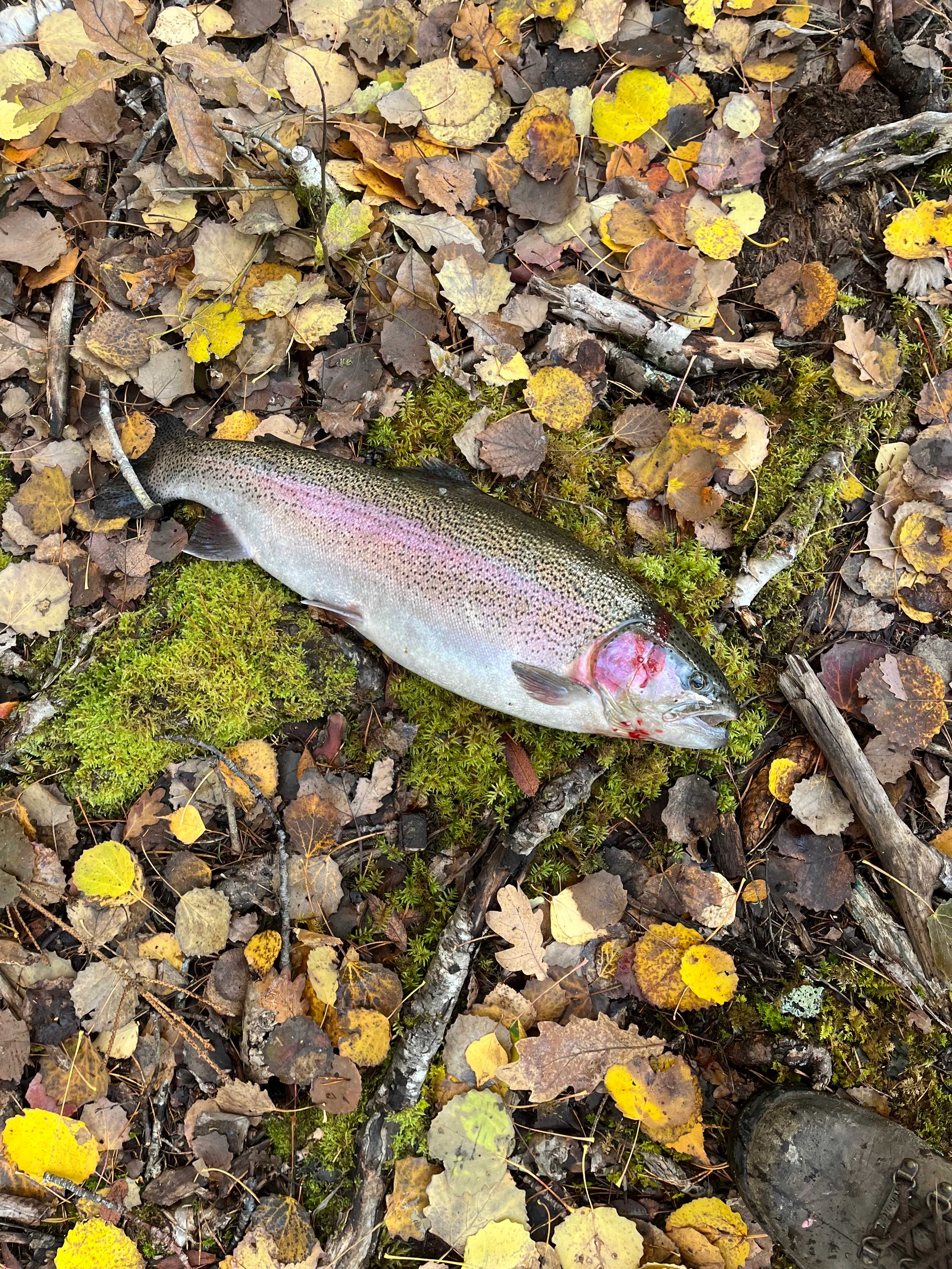 Image of catch