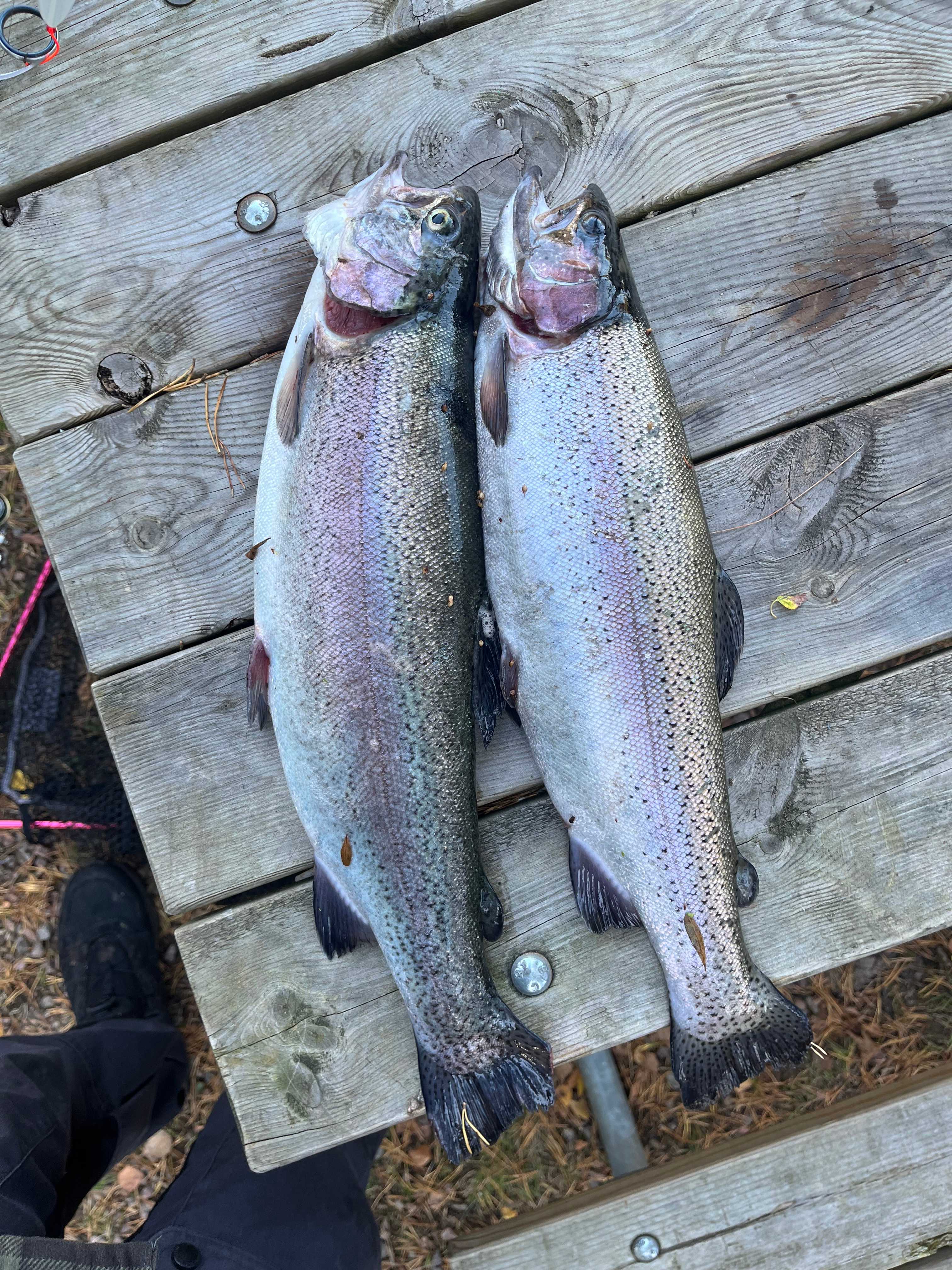 Image of catch