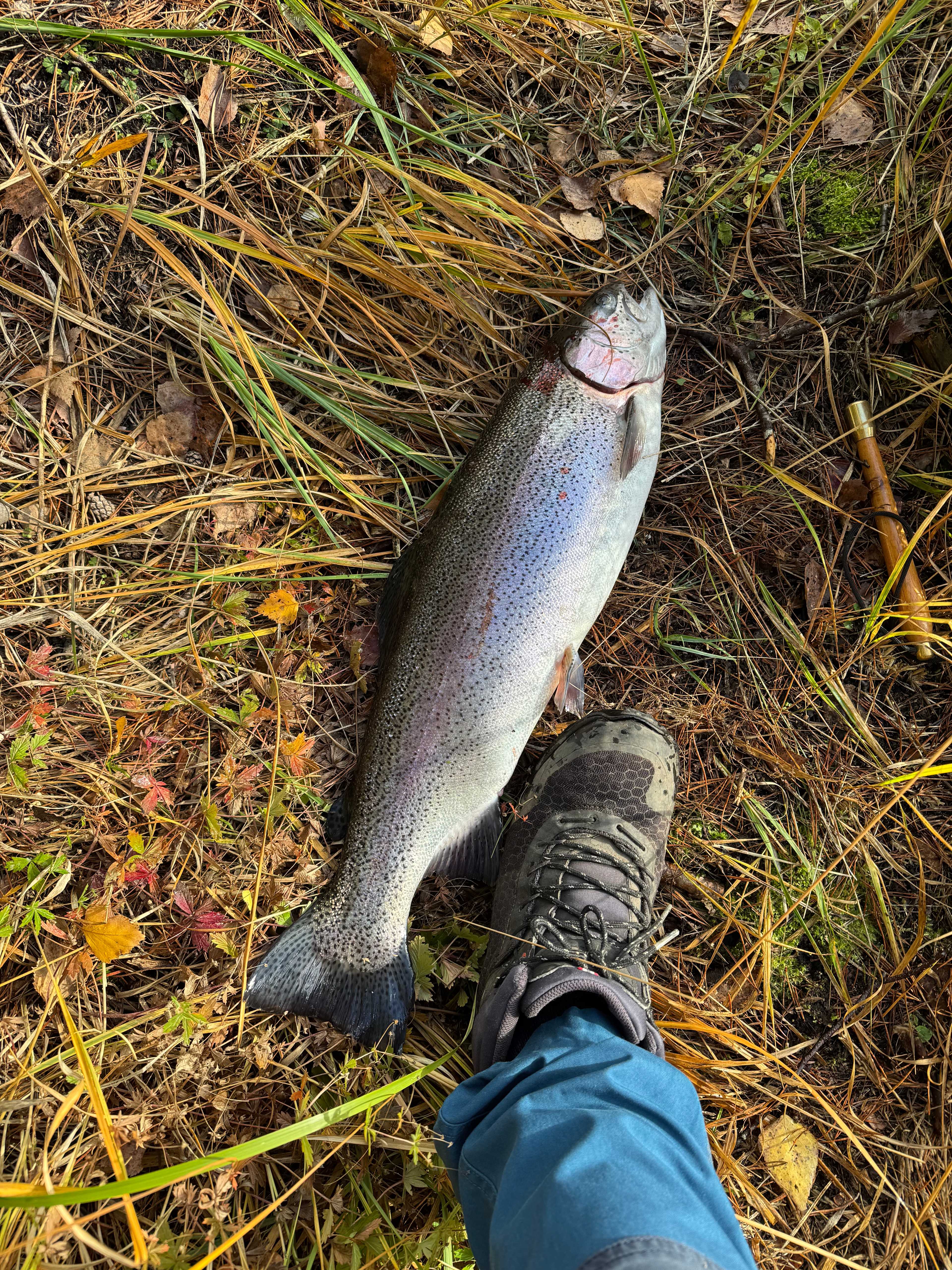 Fångstrapportbild