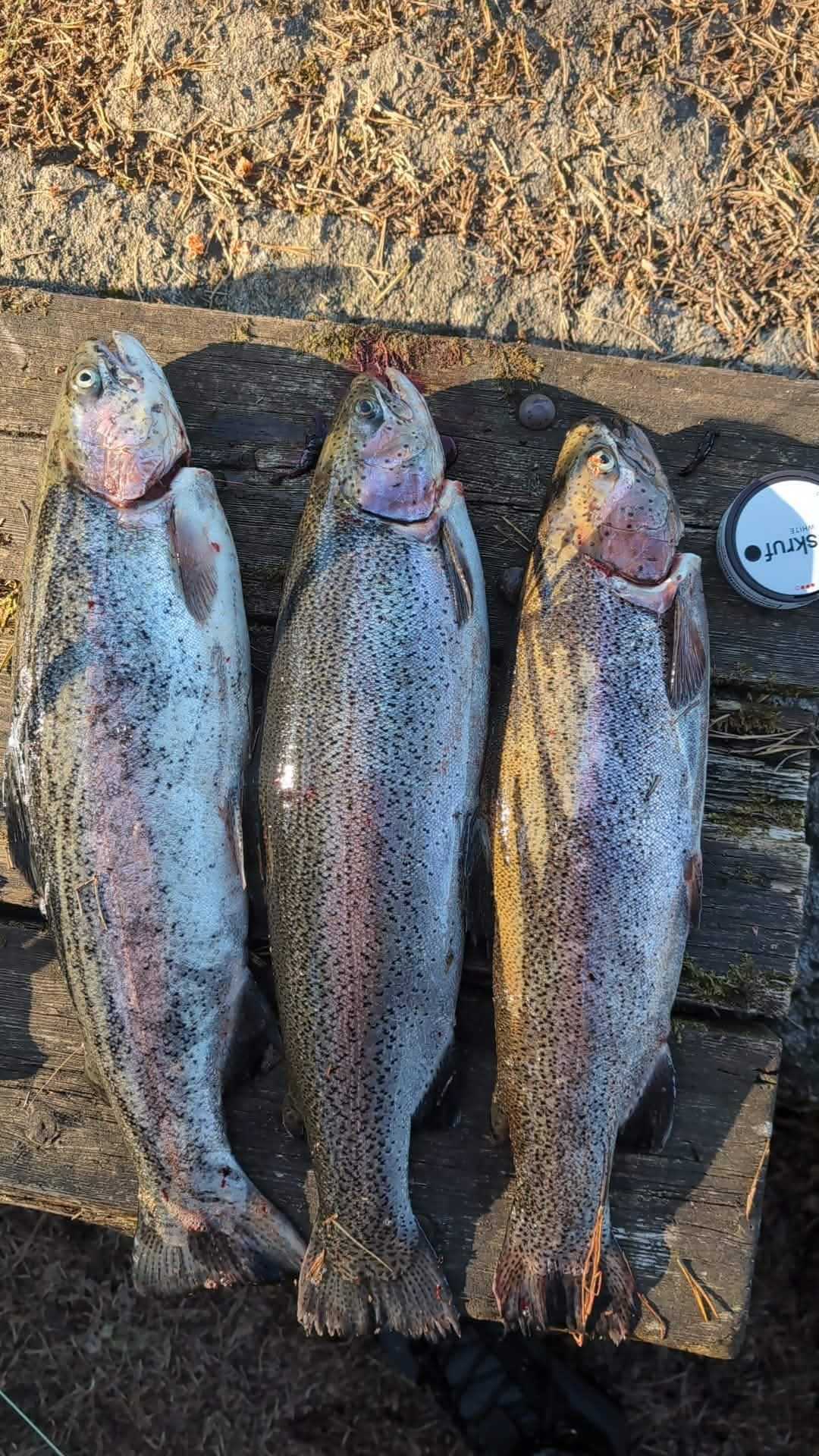Bild des Fangs