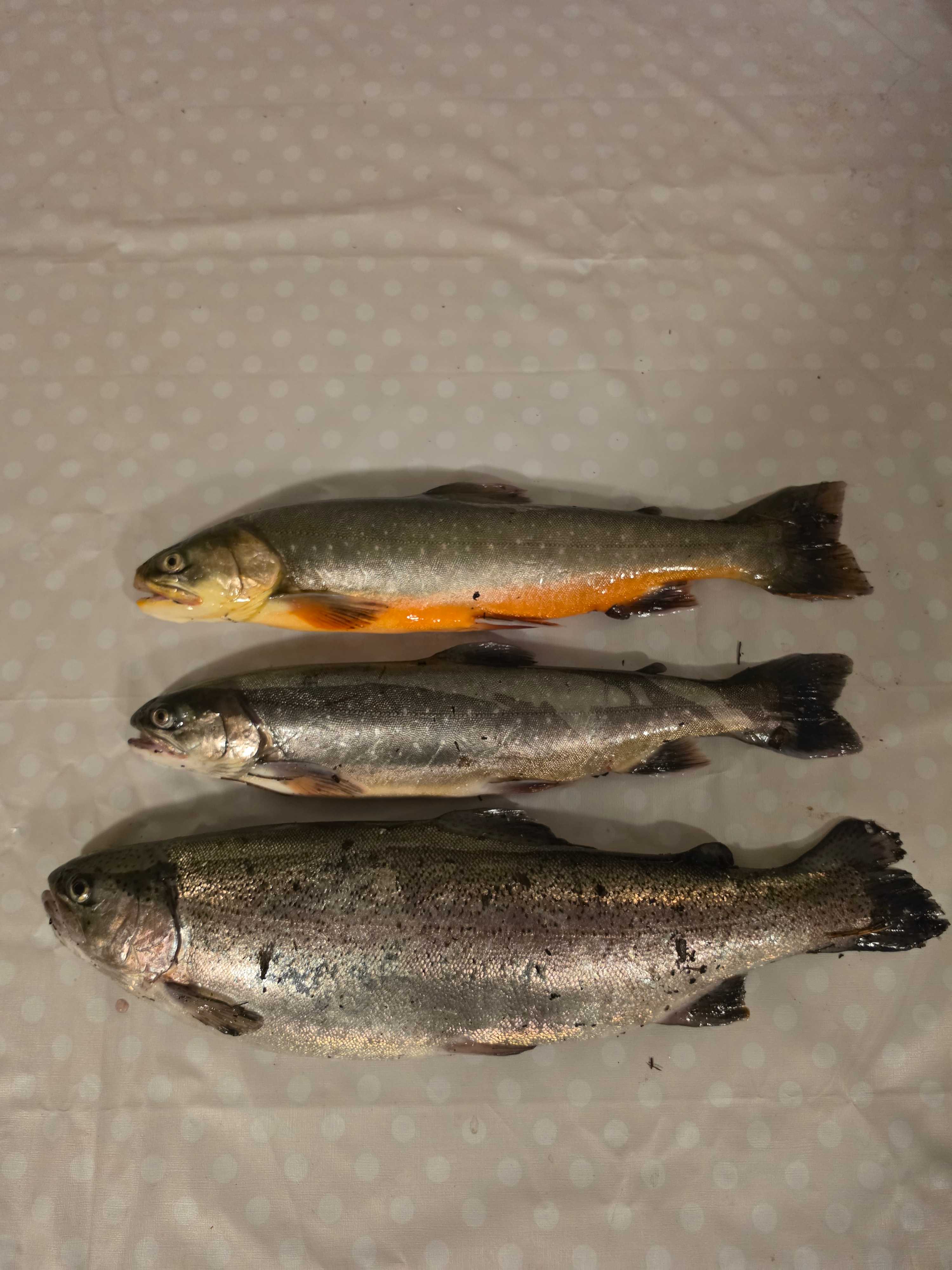 Image of catch