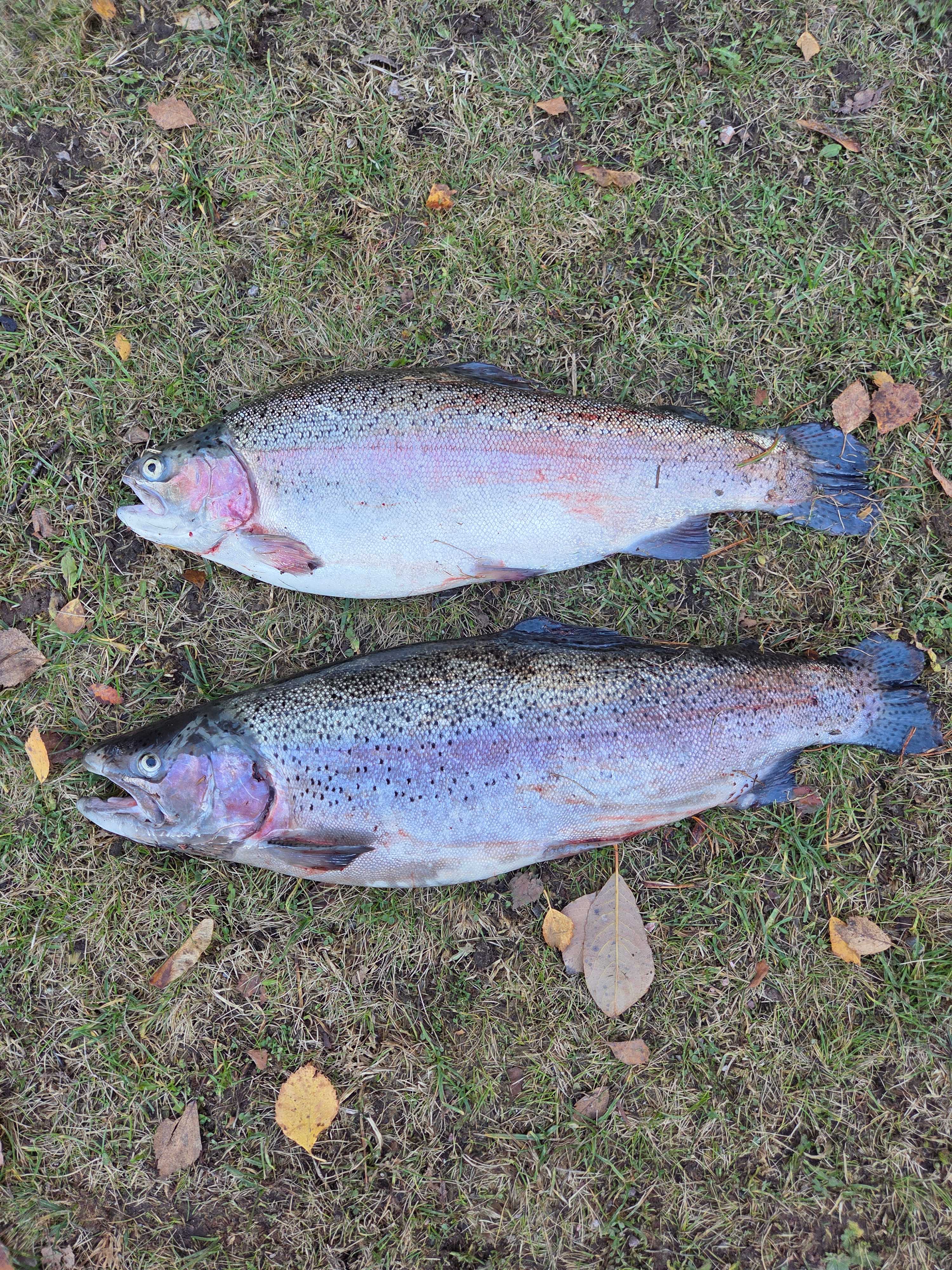 Image of catch