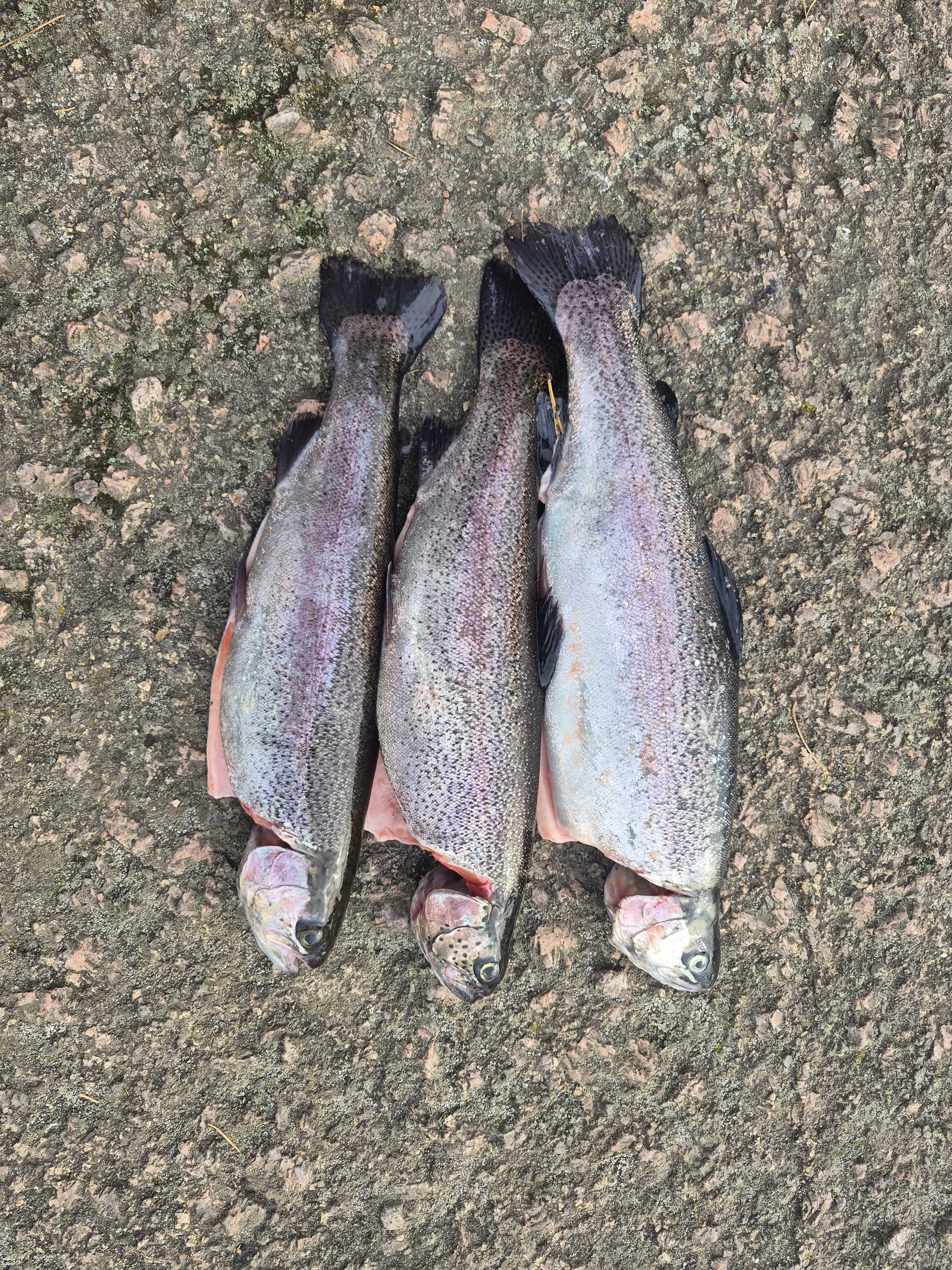 Fångstrapportbild