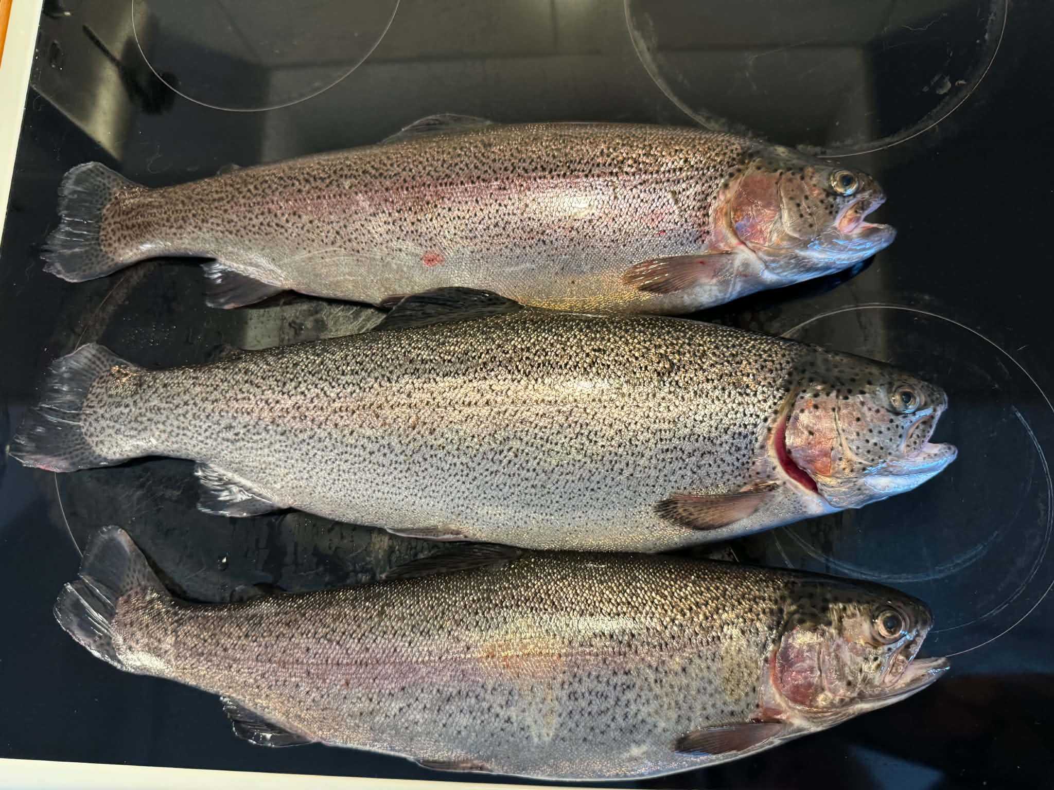 Fångstrapportbild