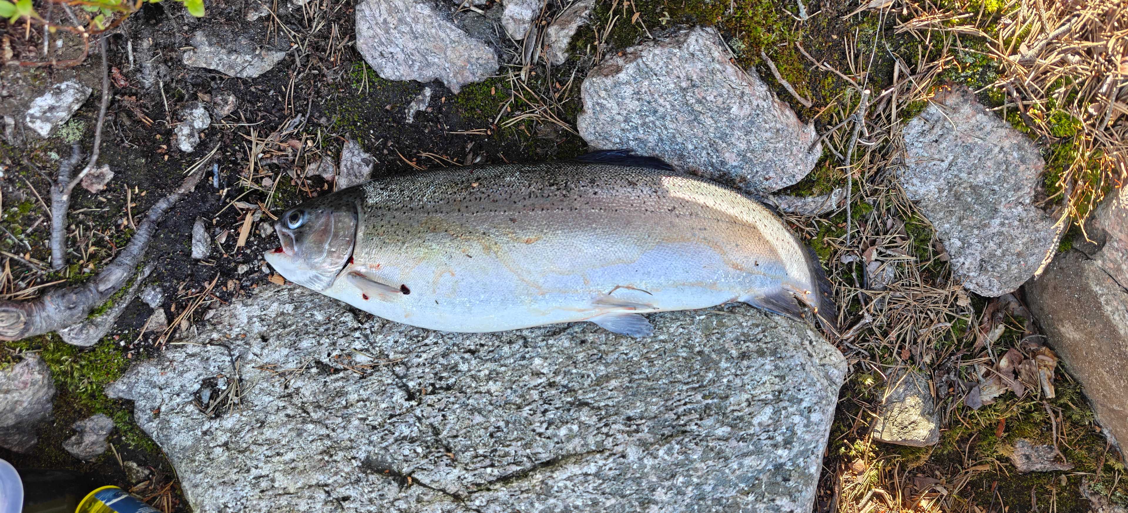 Kuva saaliista
