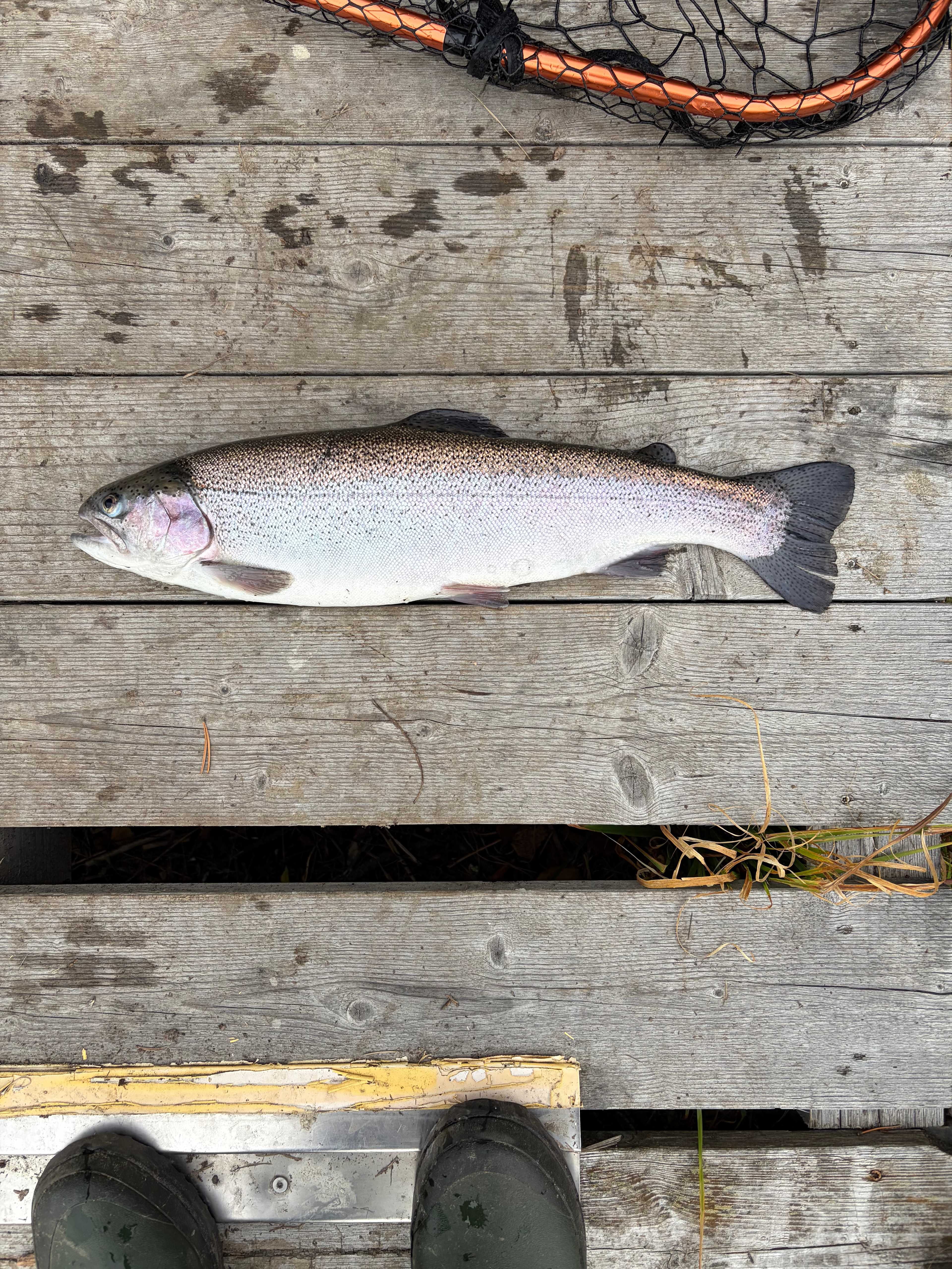 Image of catch