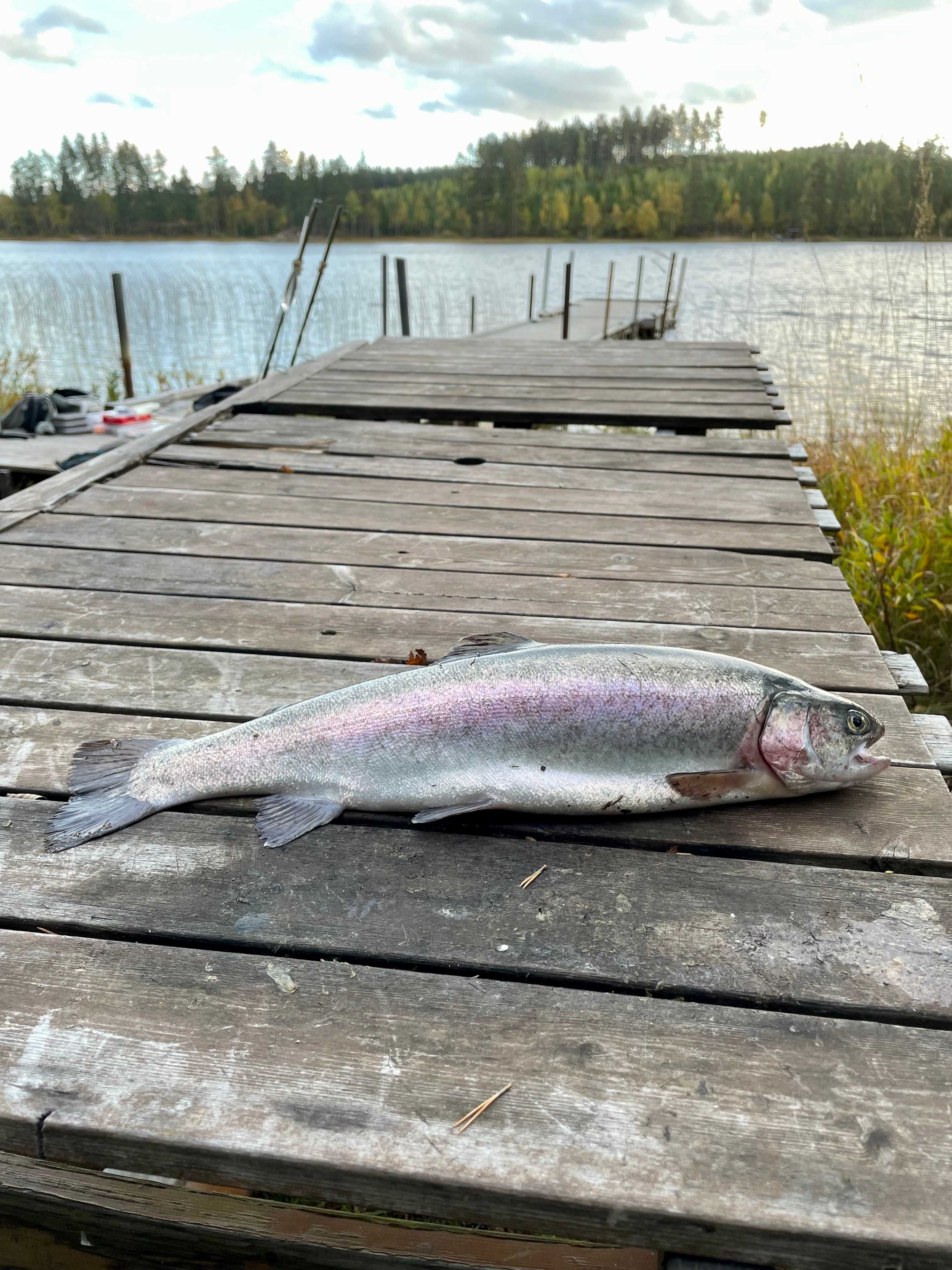Fångstrapportbild