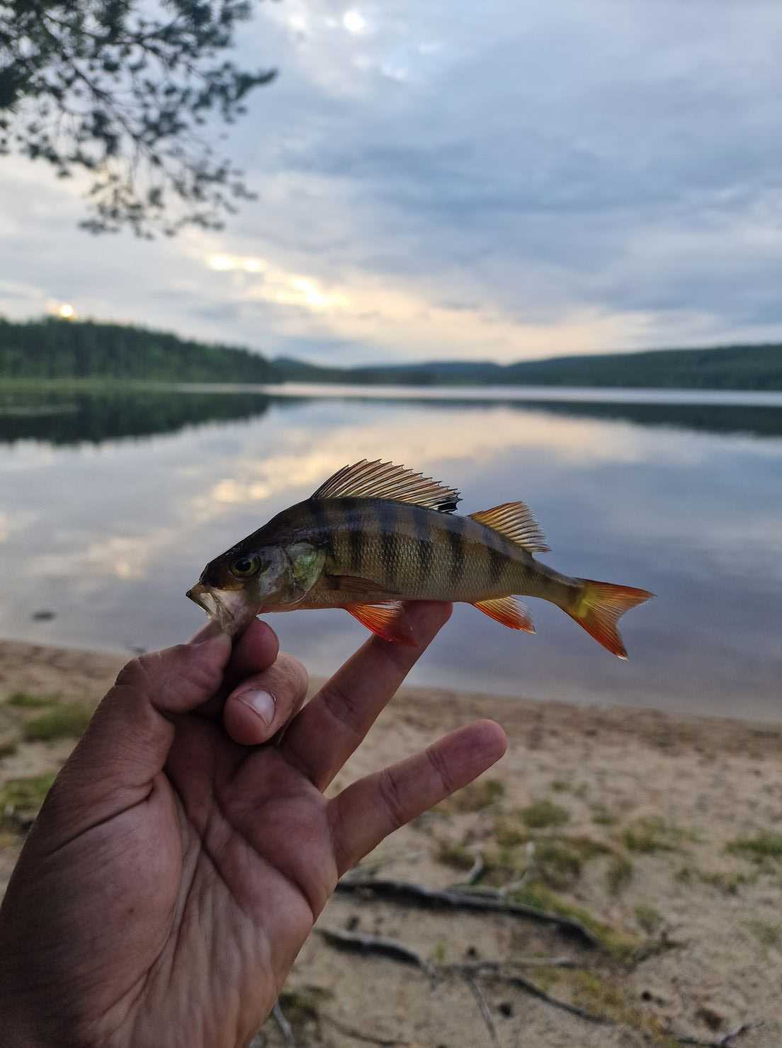 Kuva saaliista