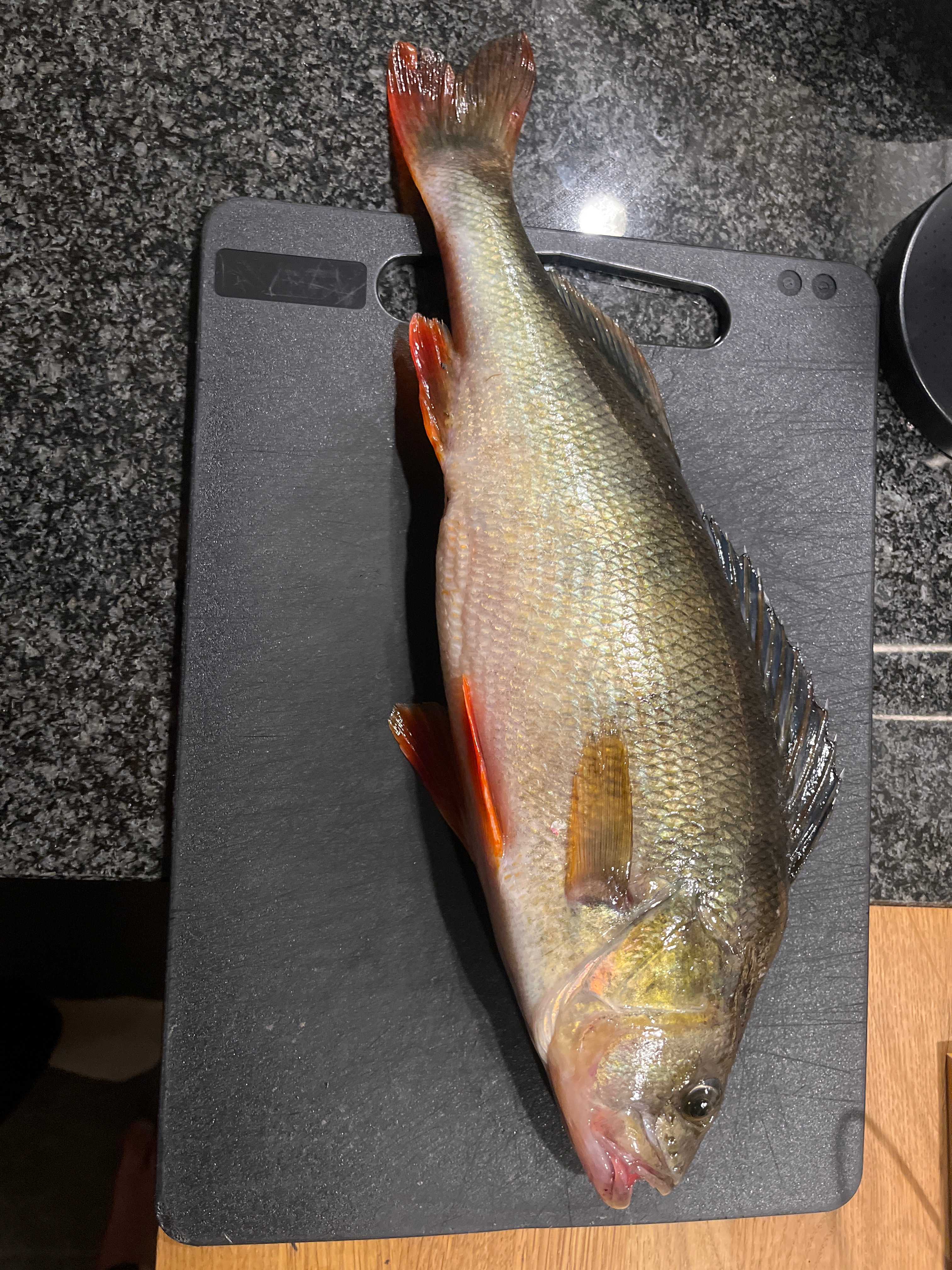 Kuva saaliista