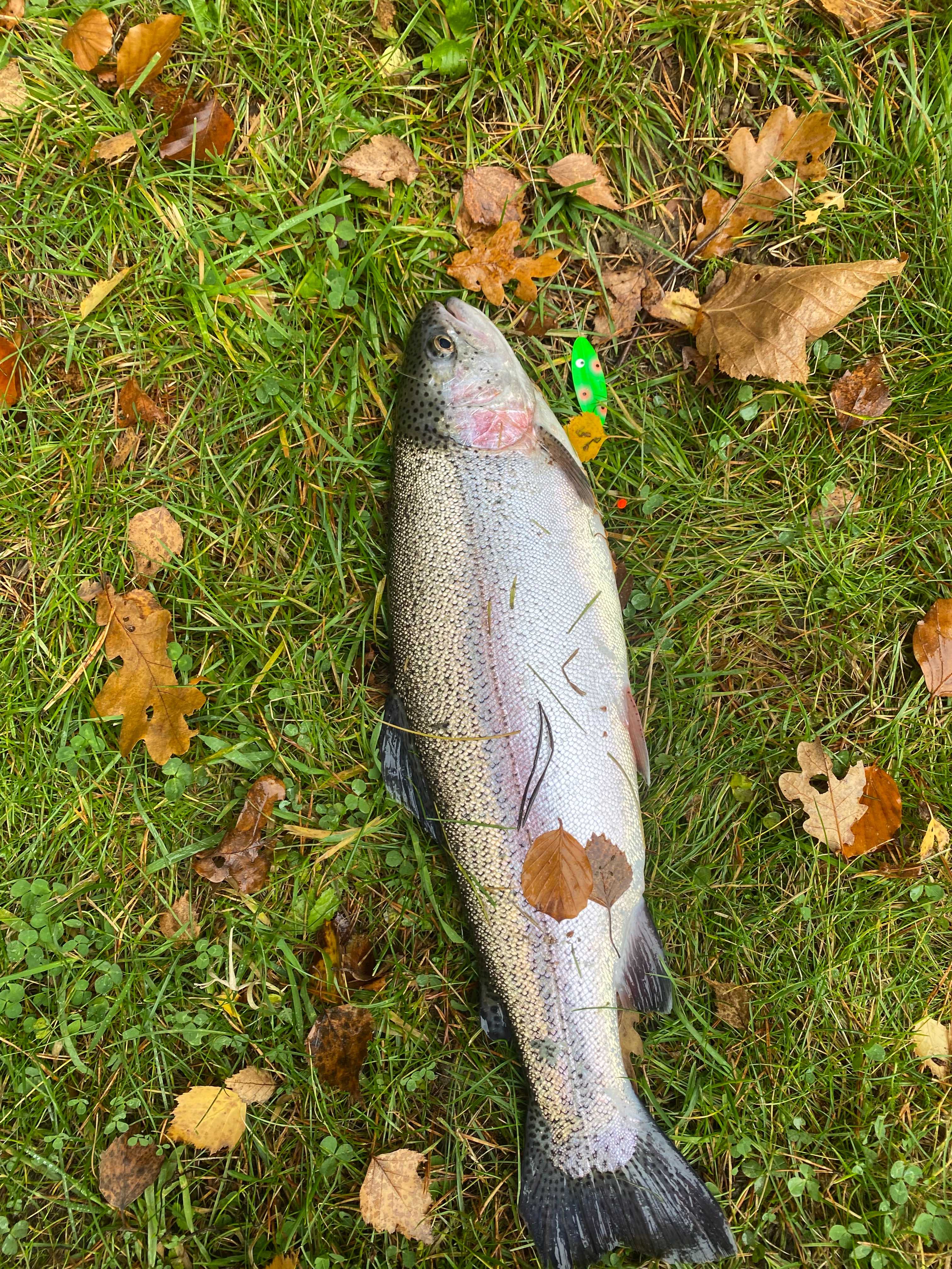 Image of catch