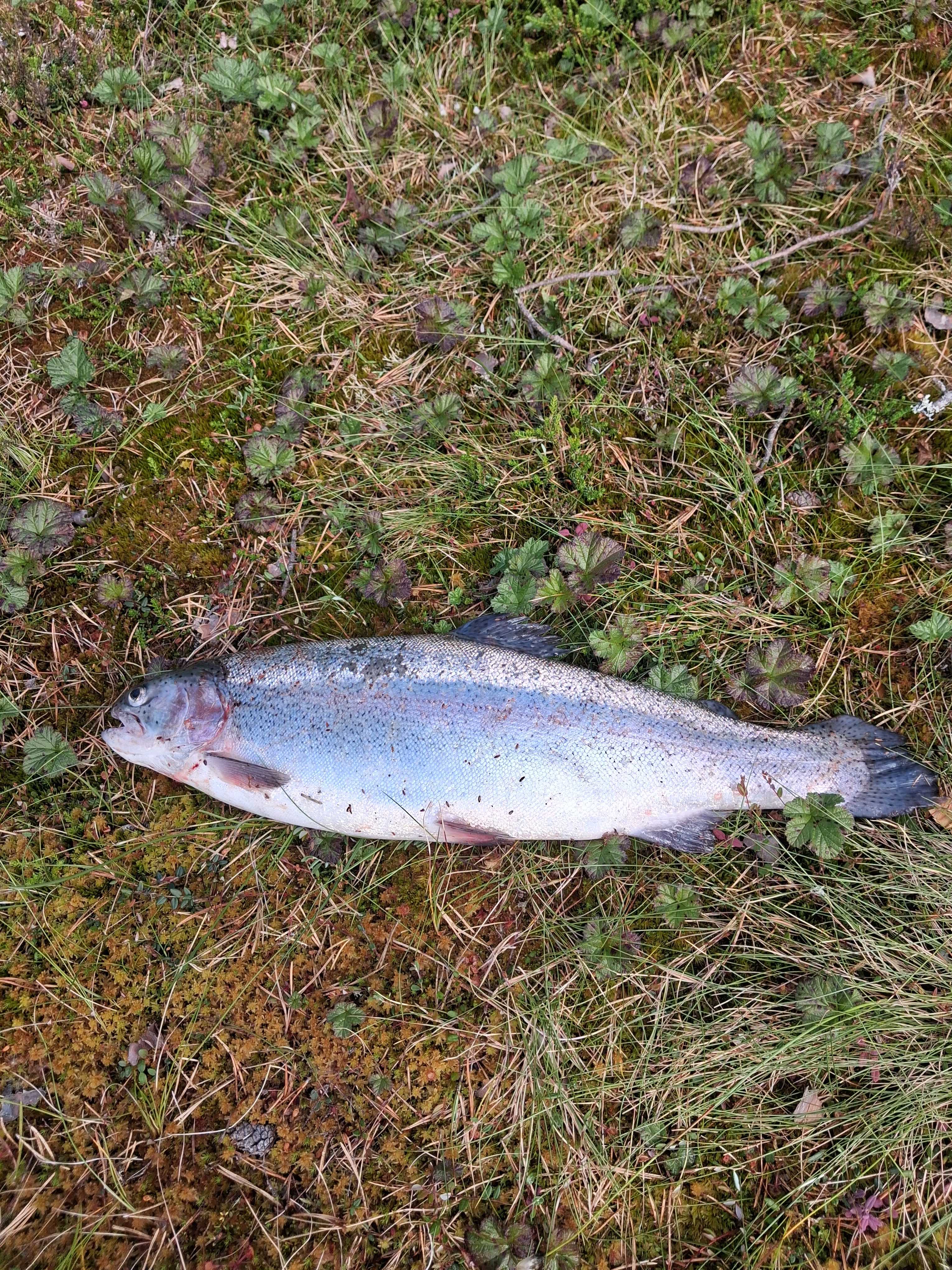 Kuva saaliista