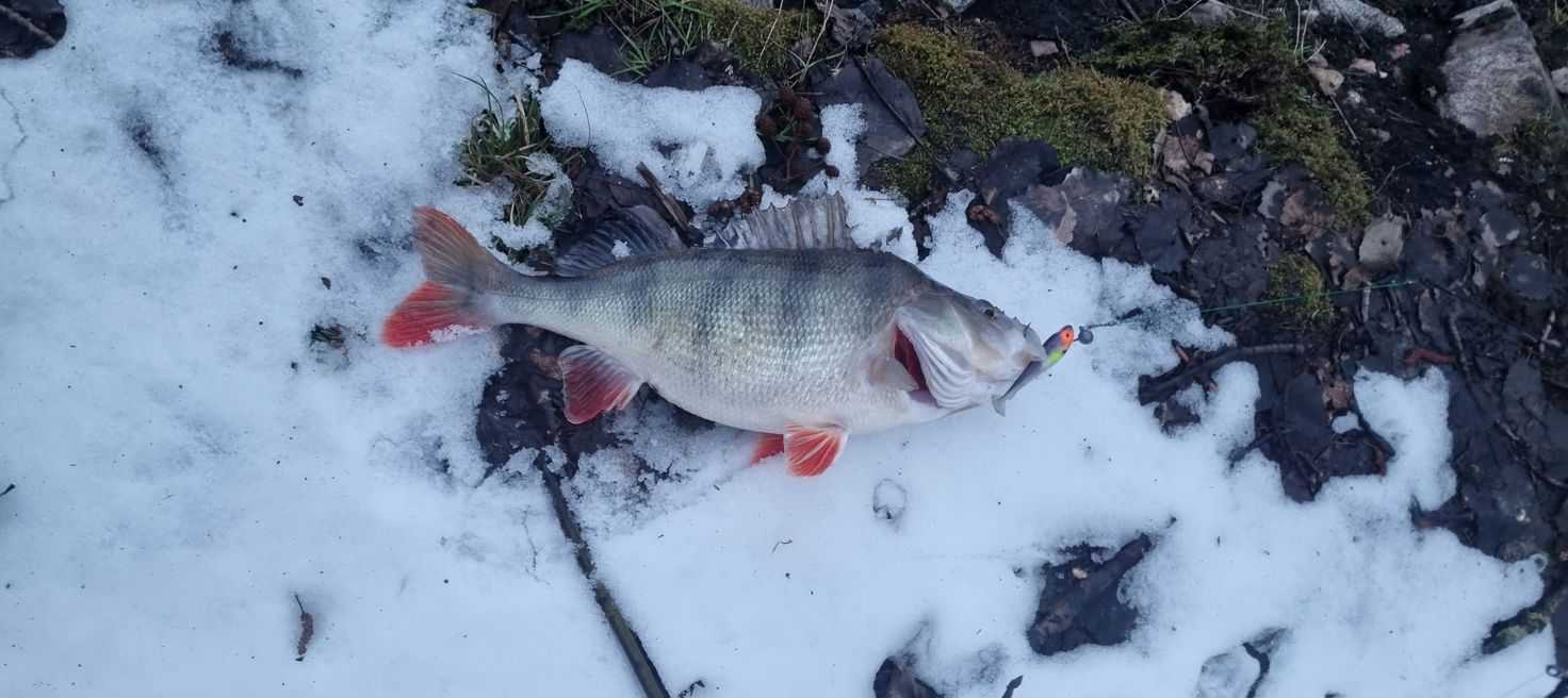Kuva saaliista