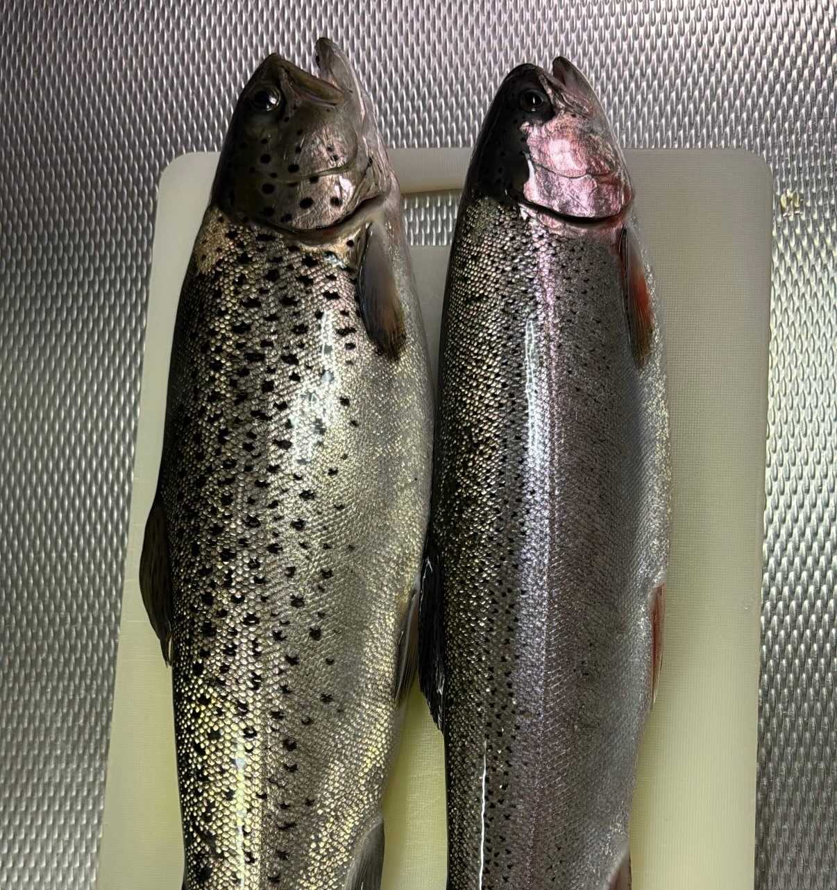Fångstrapportbild