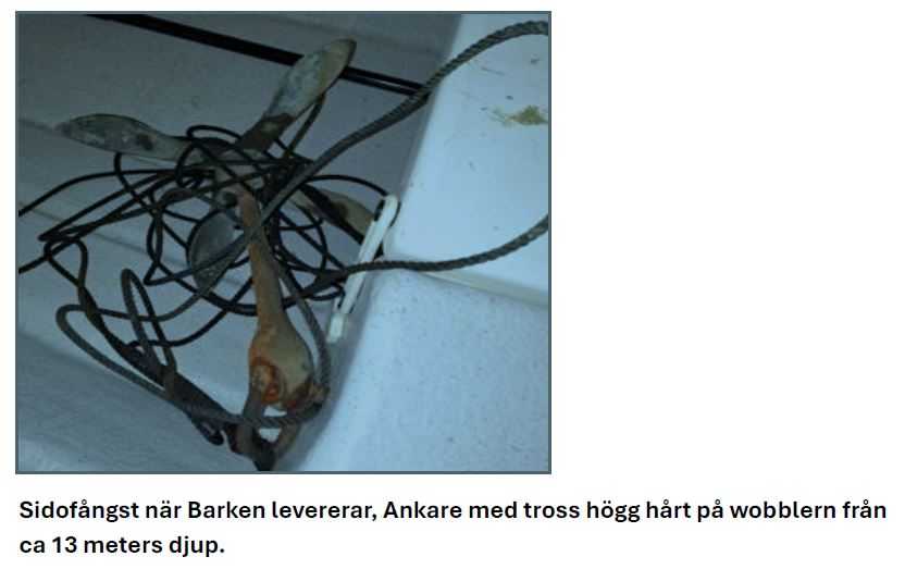 Kuva saaliista