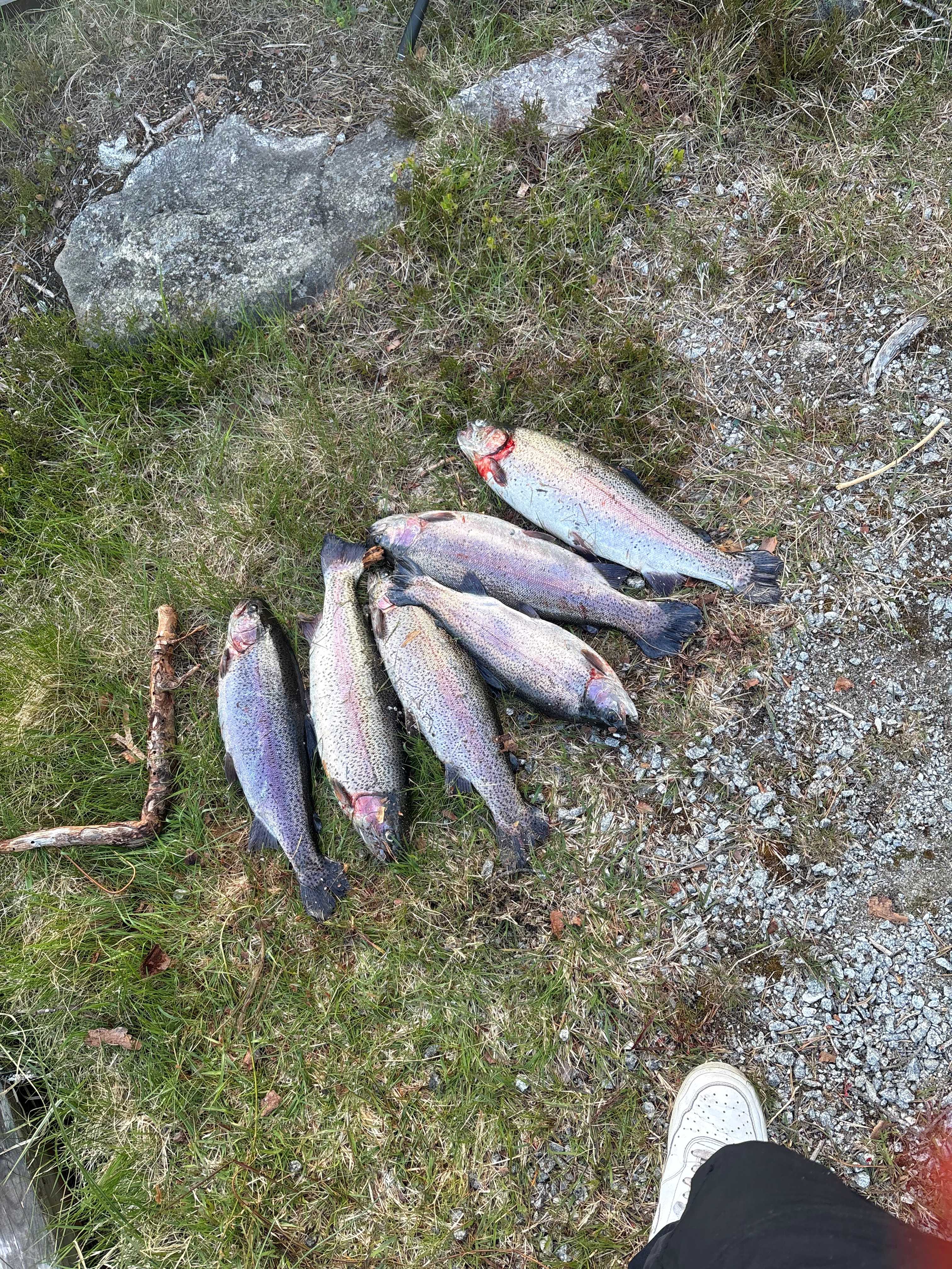 Kuva saaliista