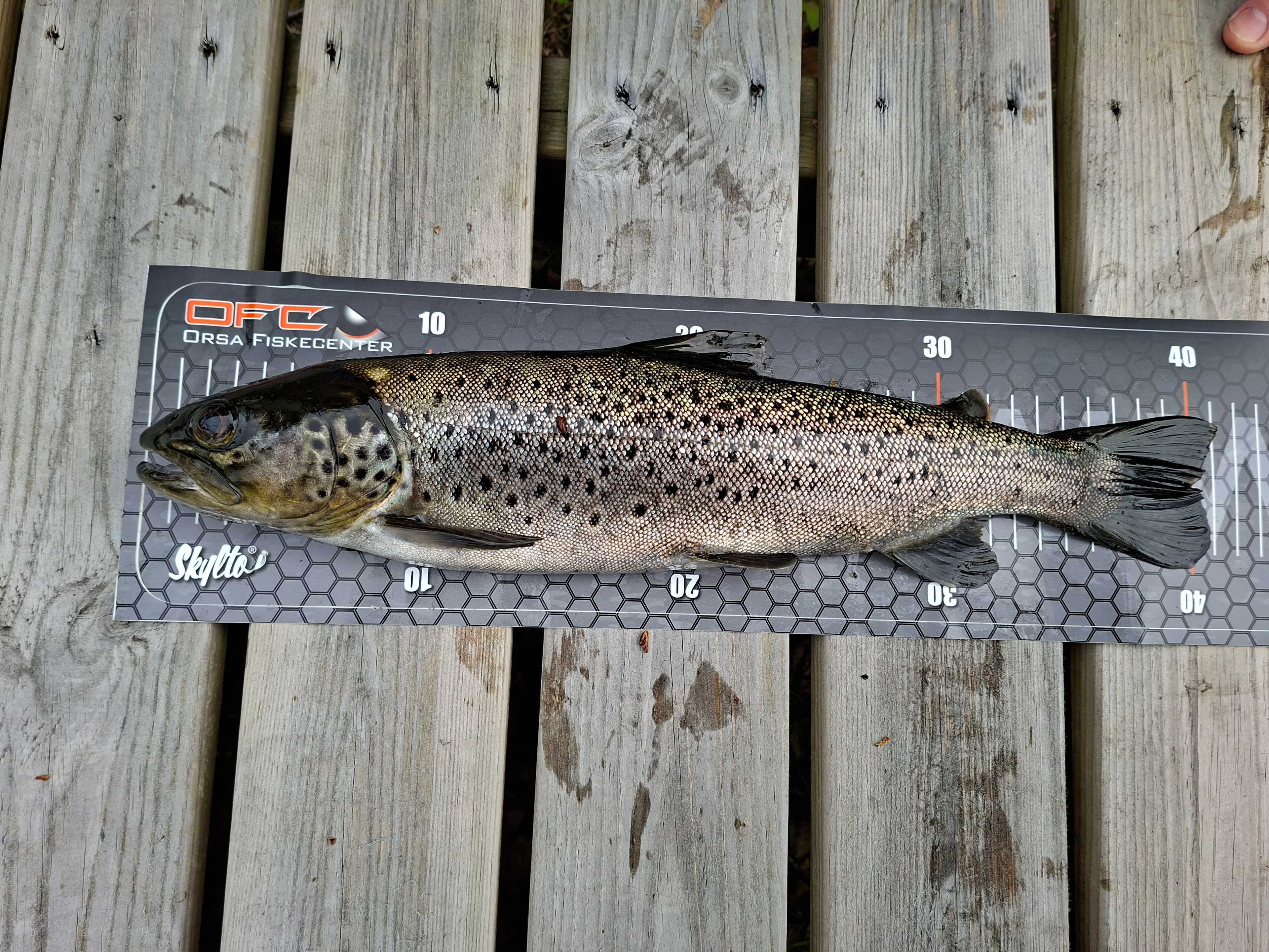 Bild des Fangs