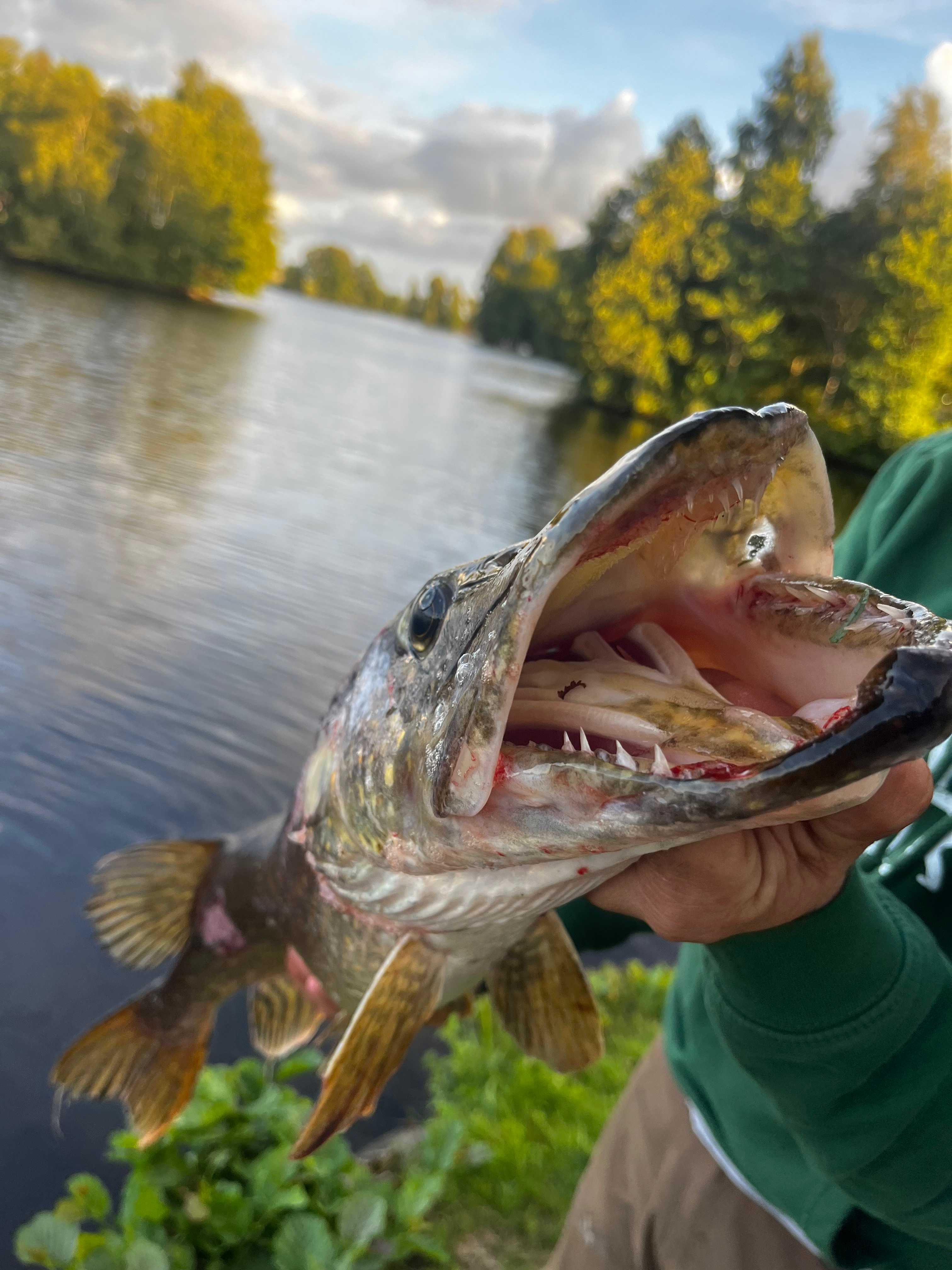 Bild des Fangs