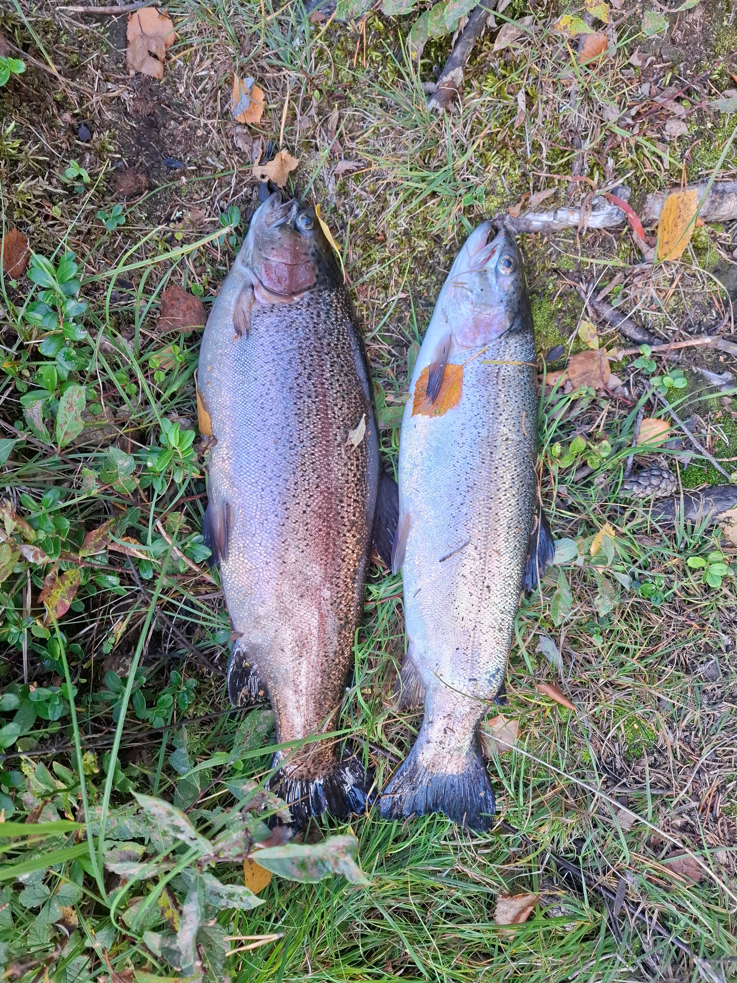 Kuva saaliista