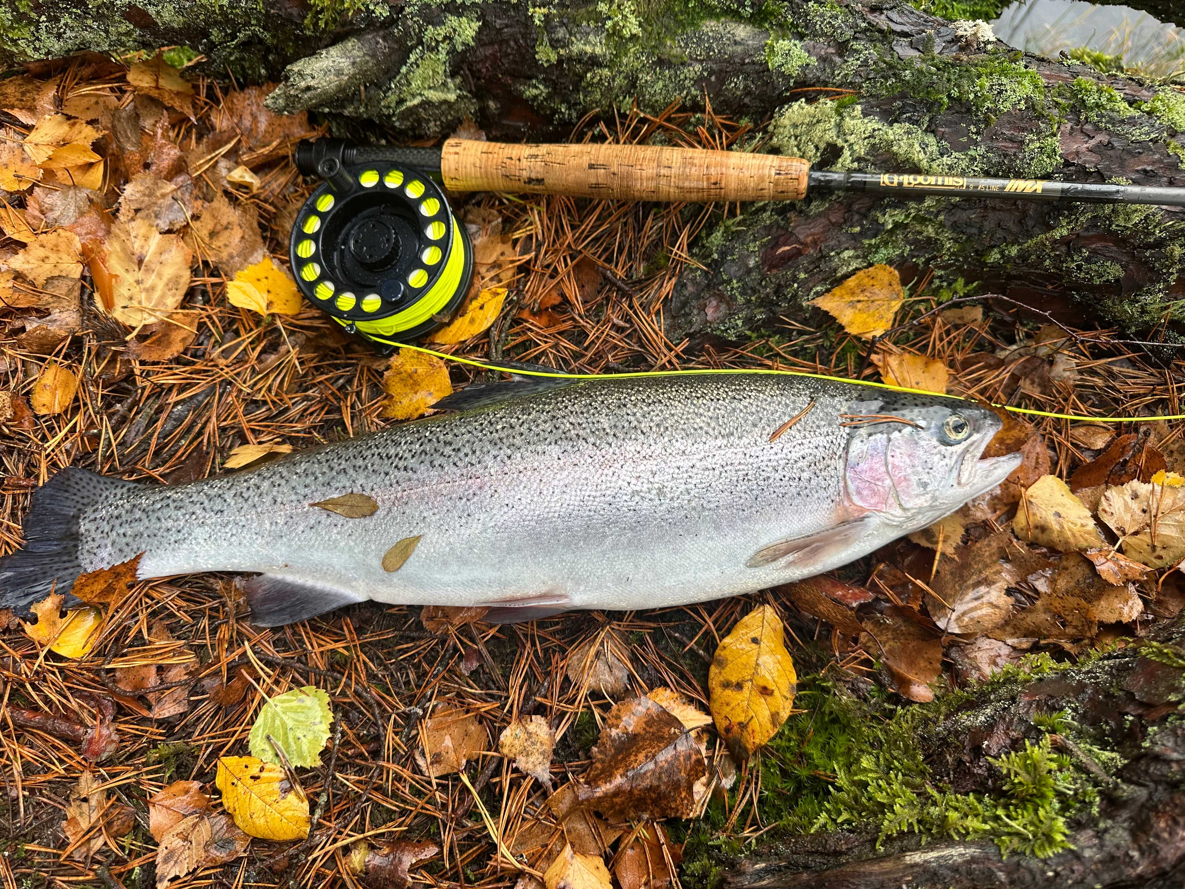 Image of catch