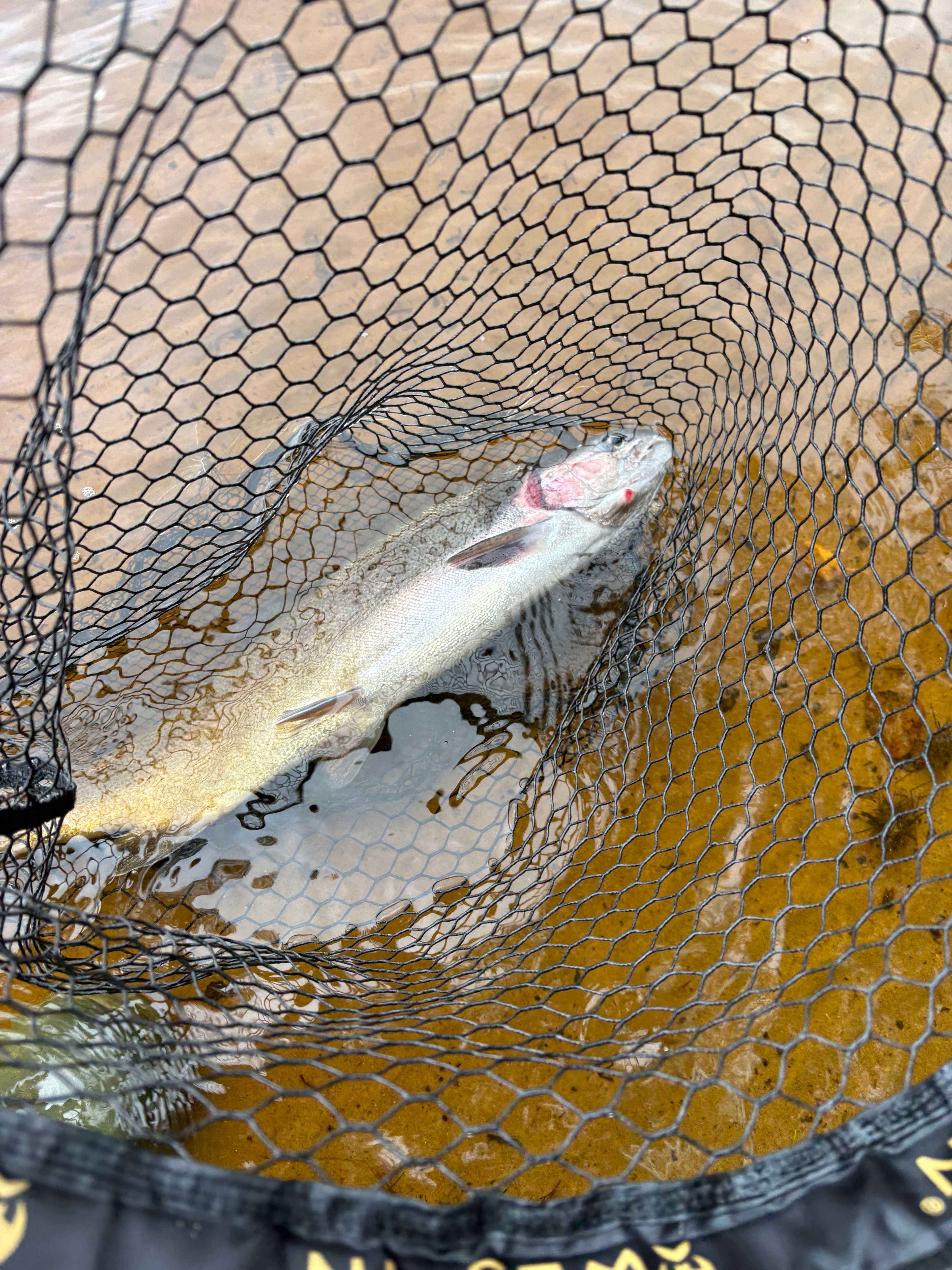 Image of catch