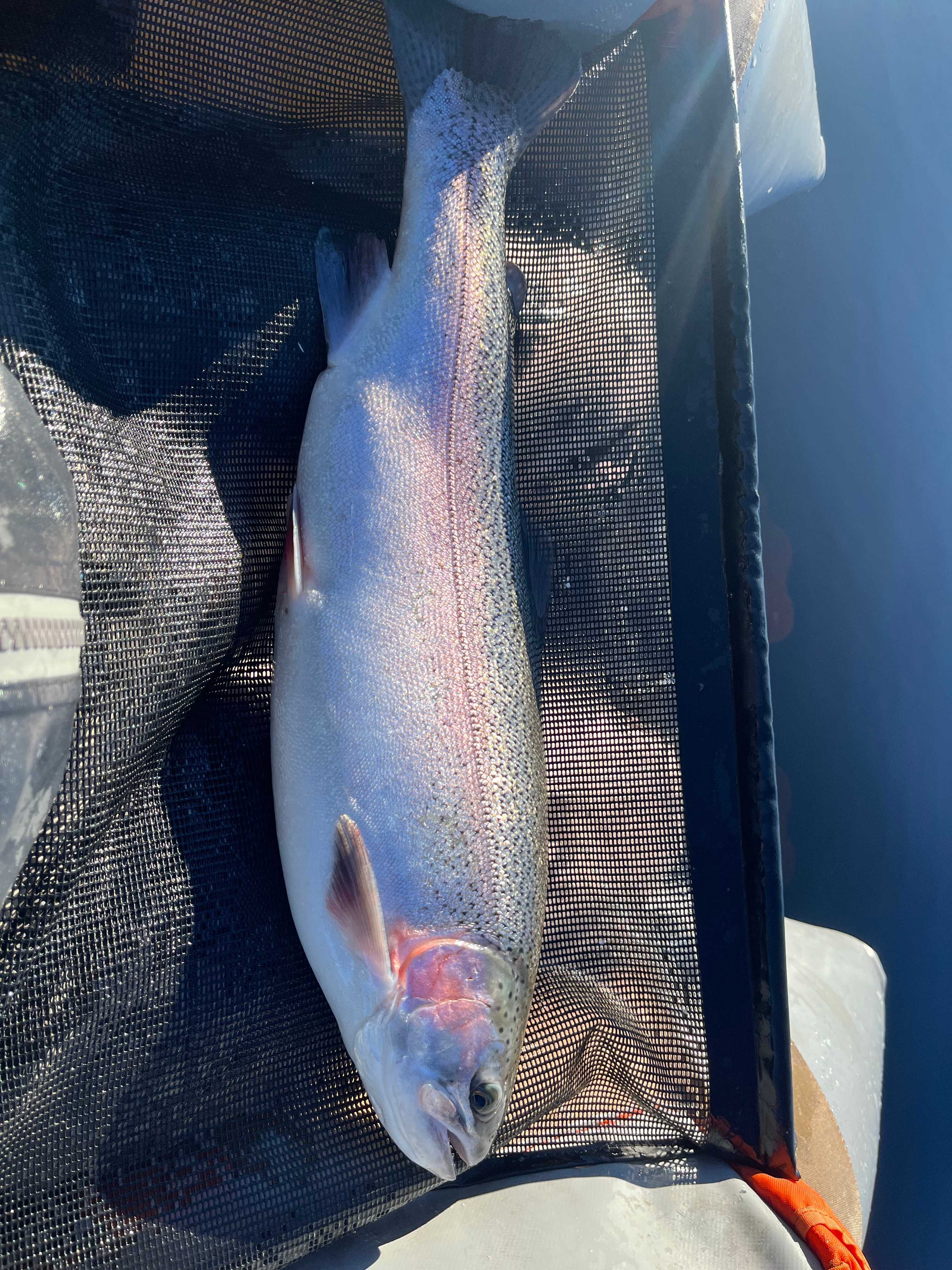 Image of catch