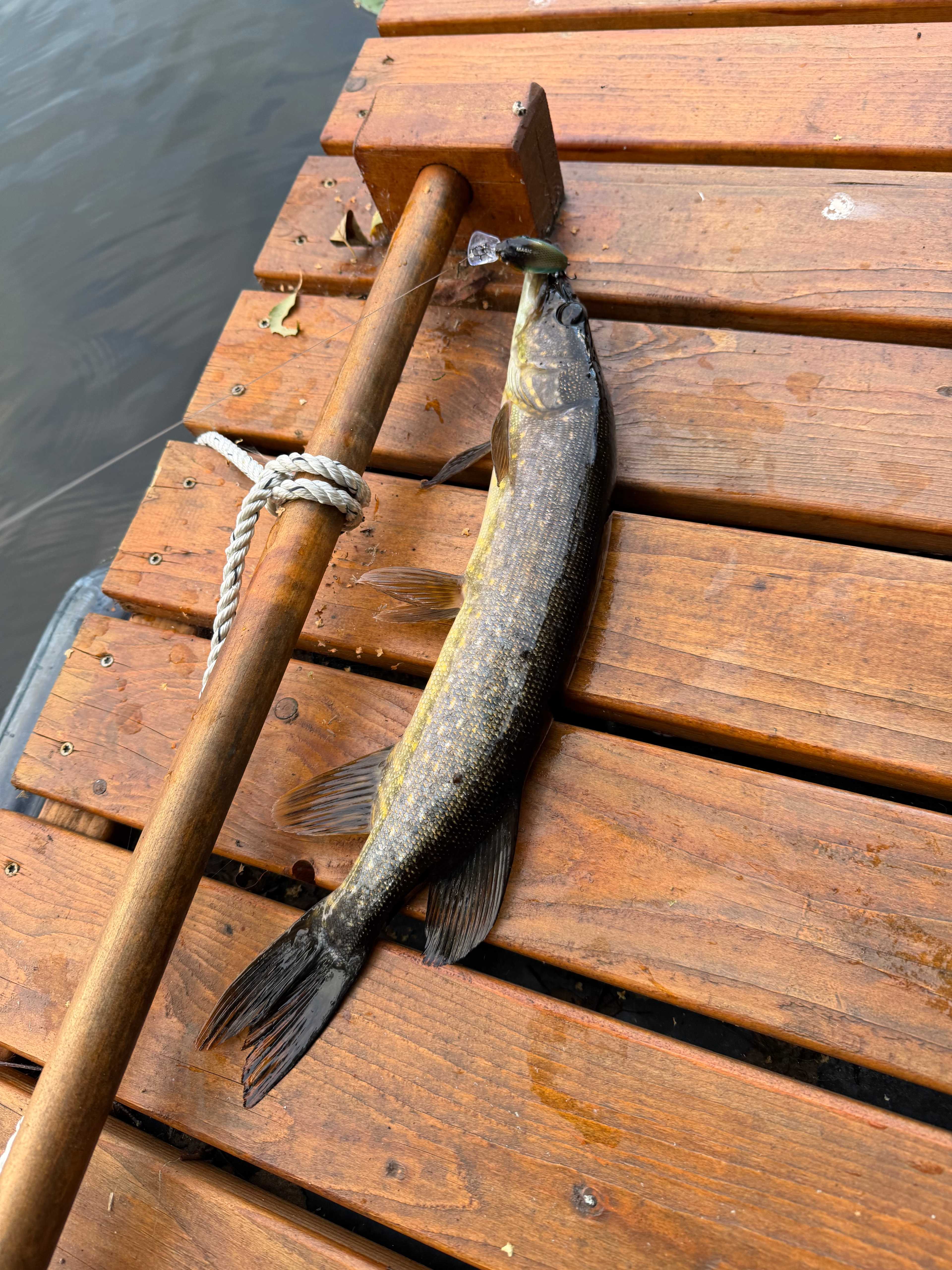 Kuva saaliista