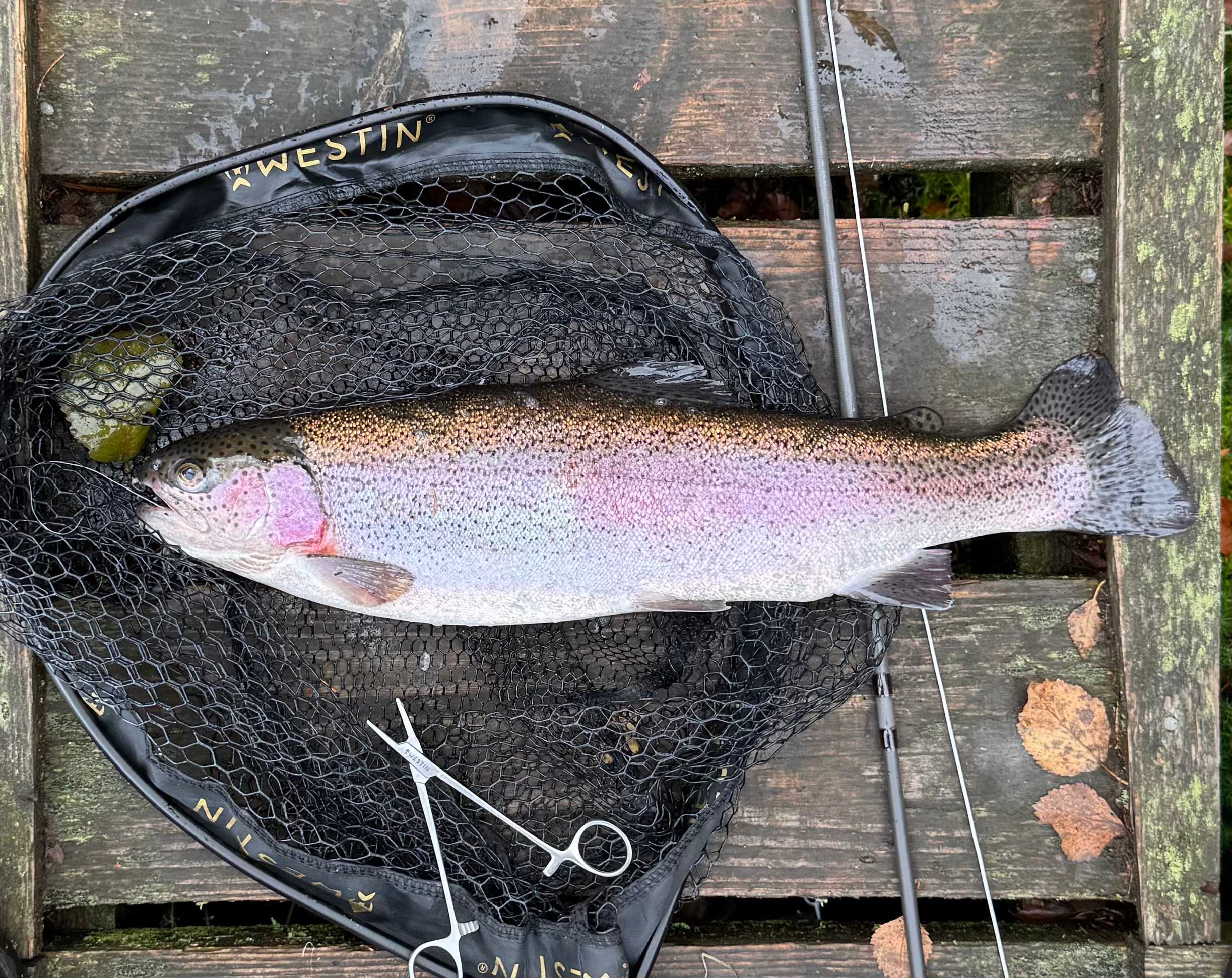 Image of catch