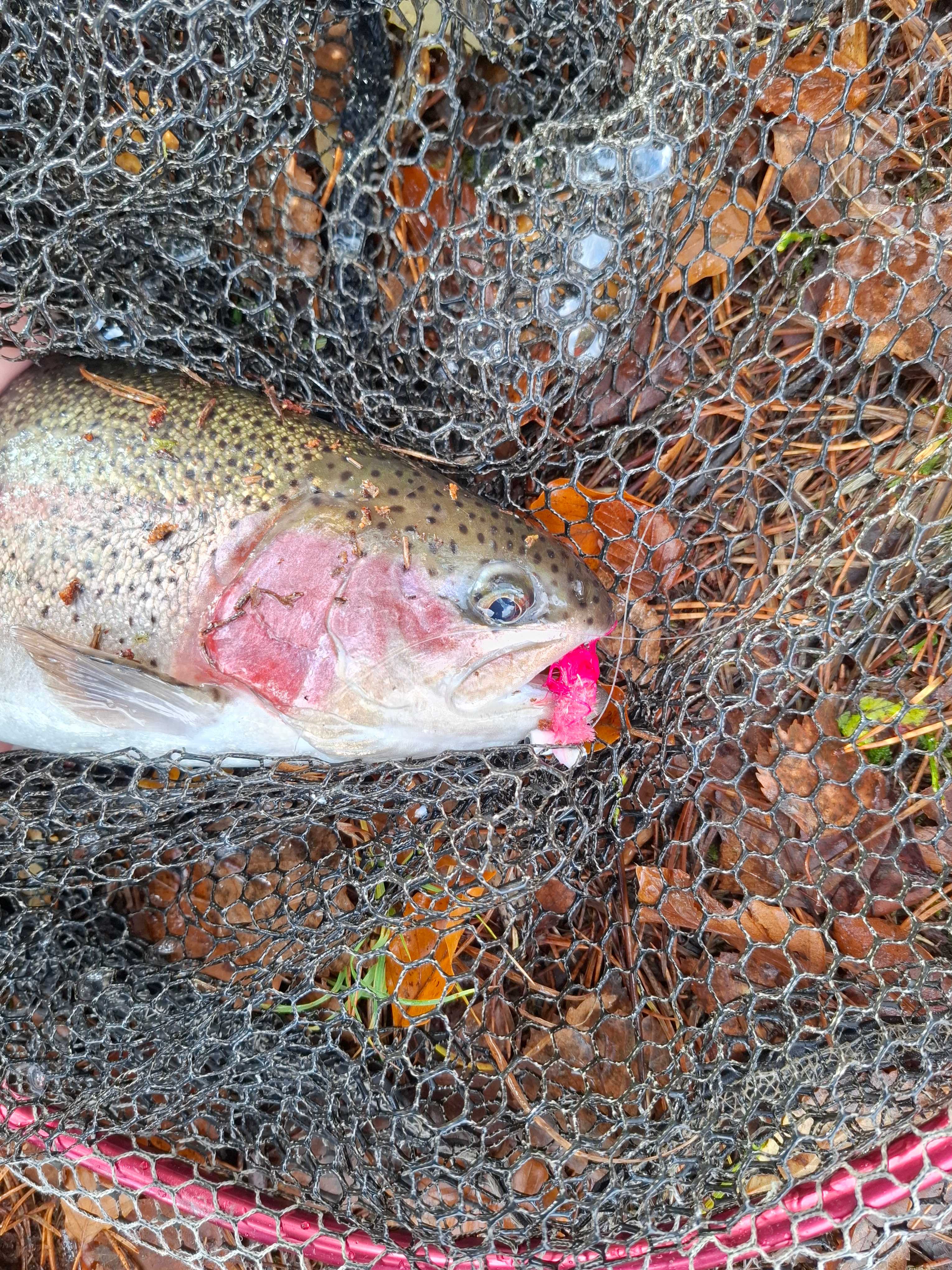 Image of catch
