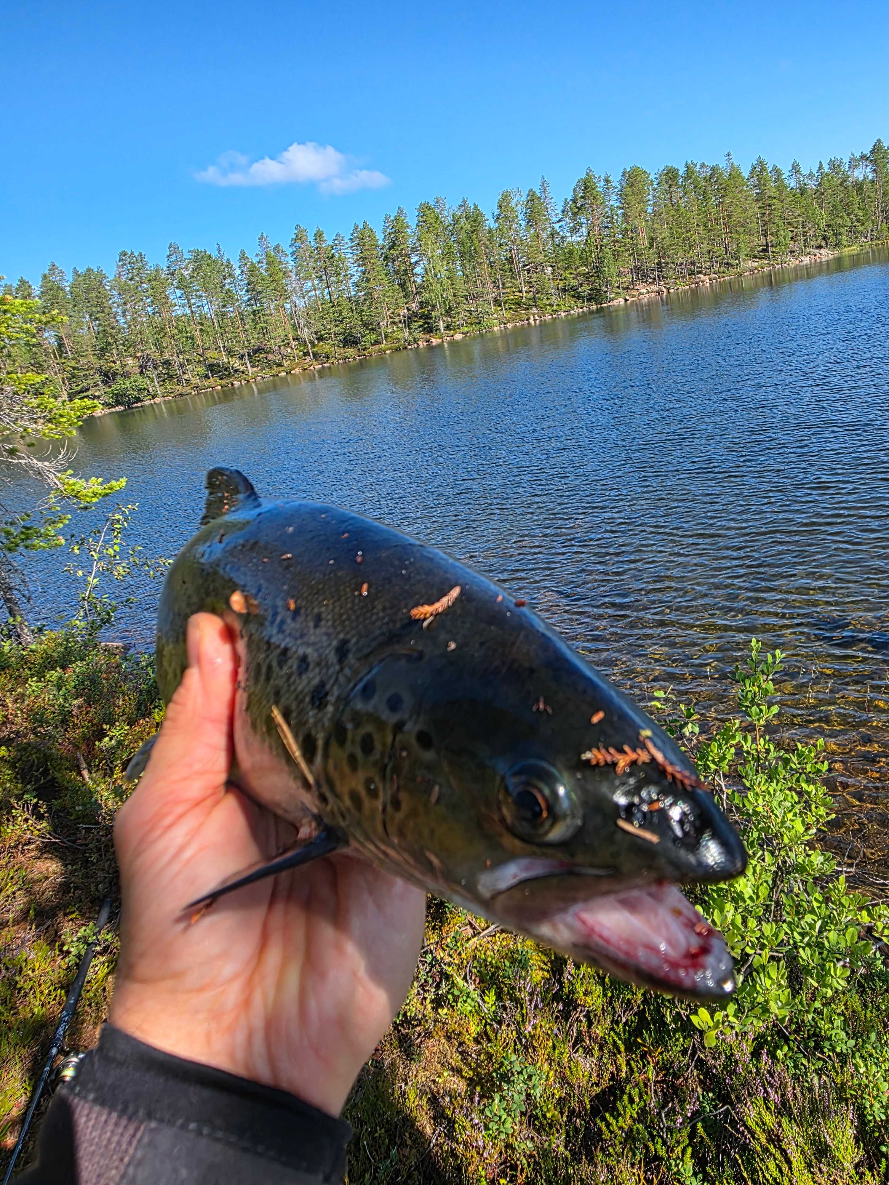 Kuva saaliista