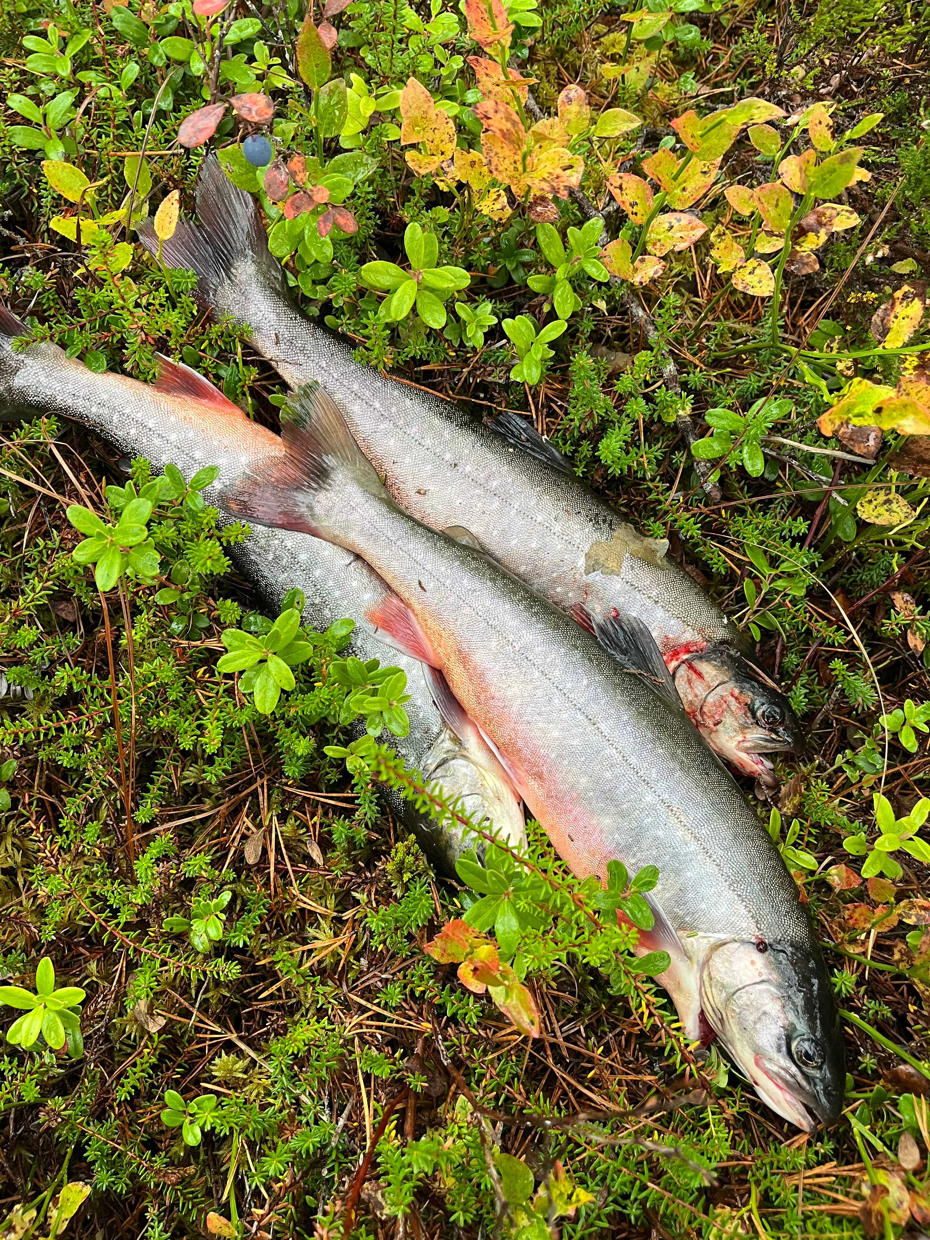 Image of catch
