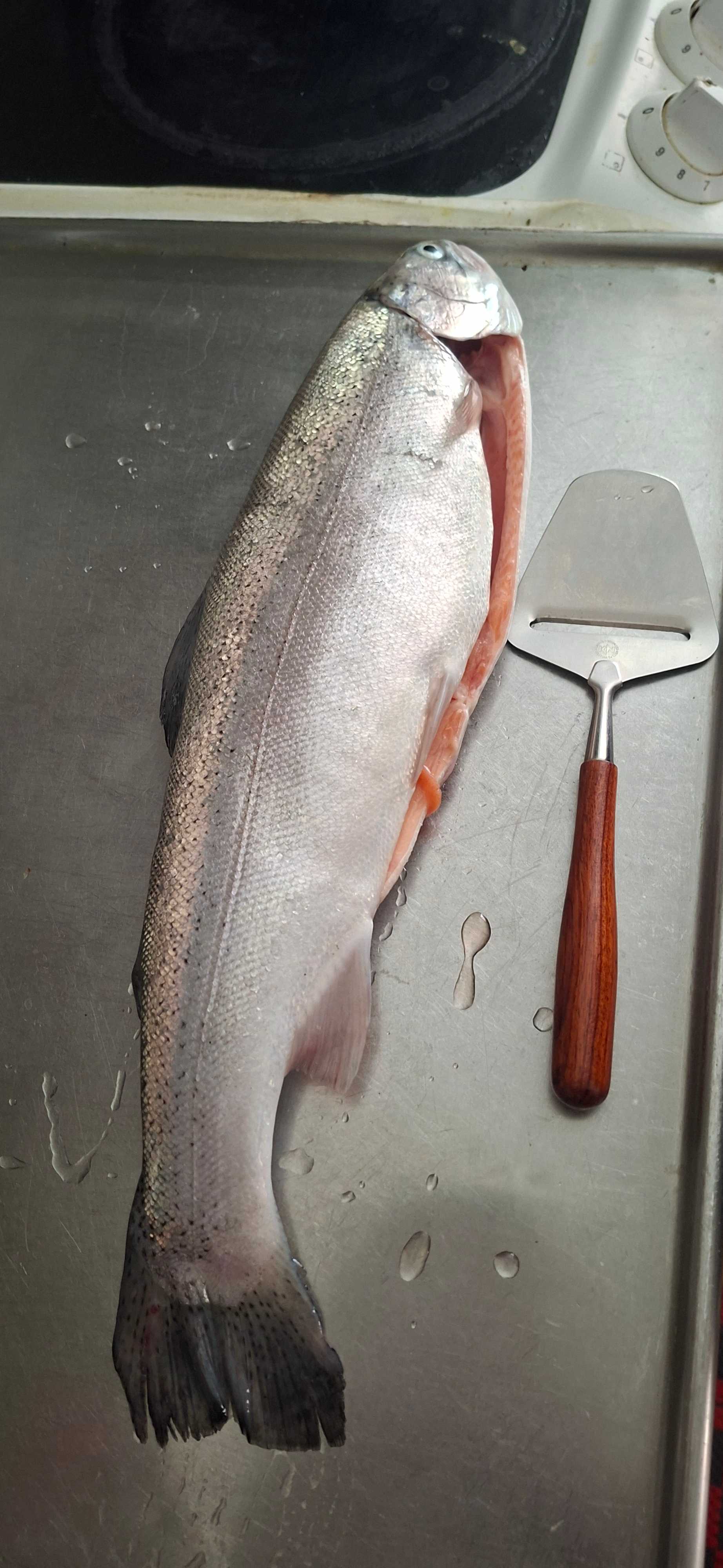 Bild des Fangs