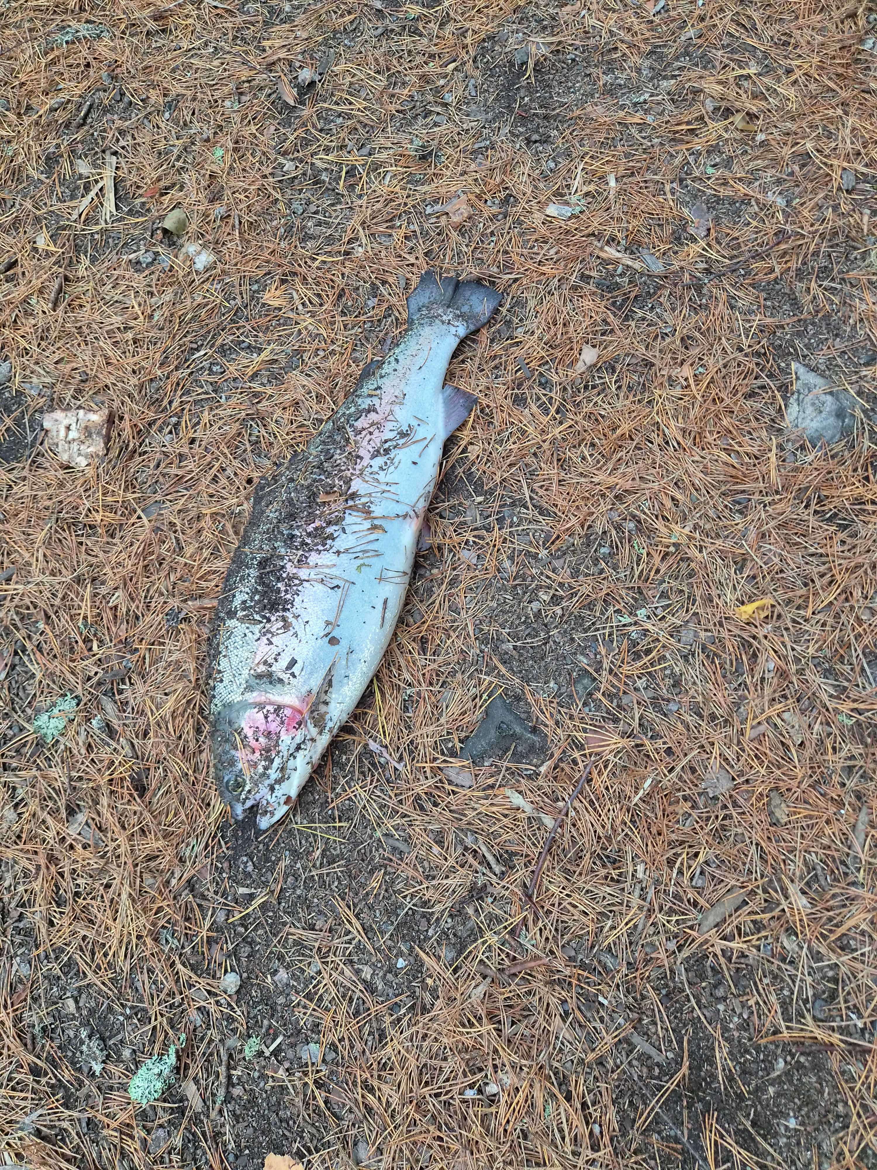 Image of catch
