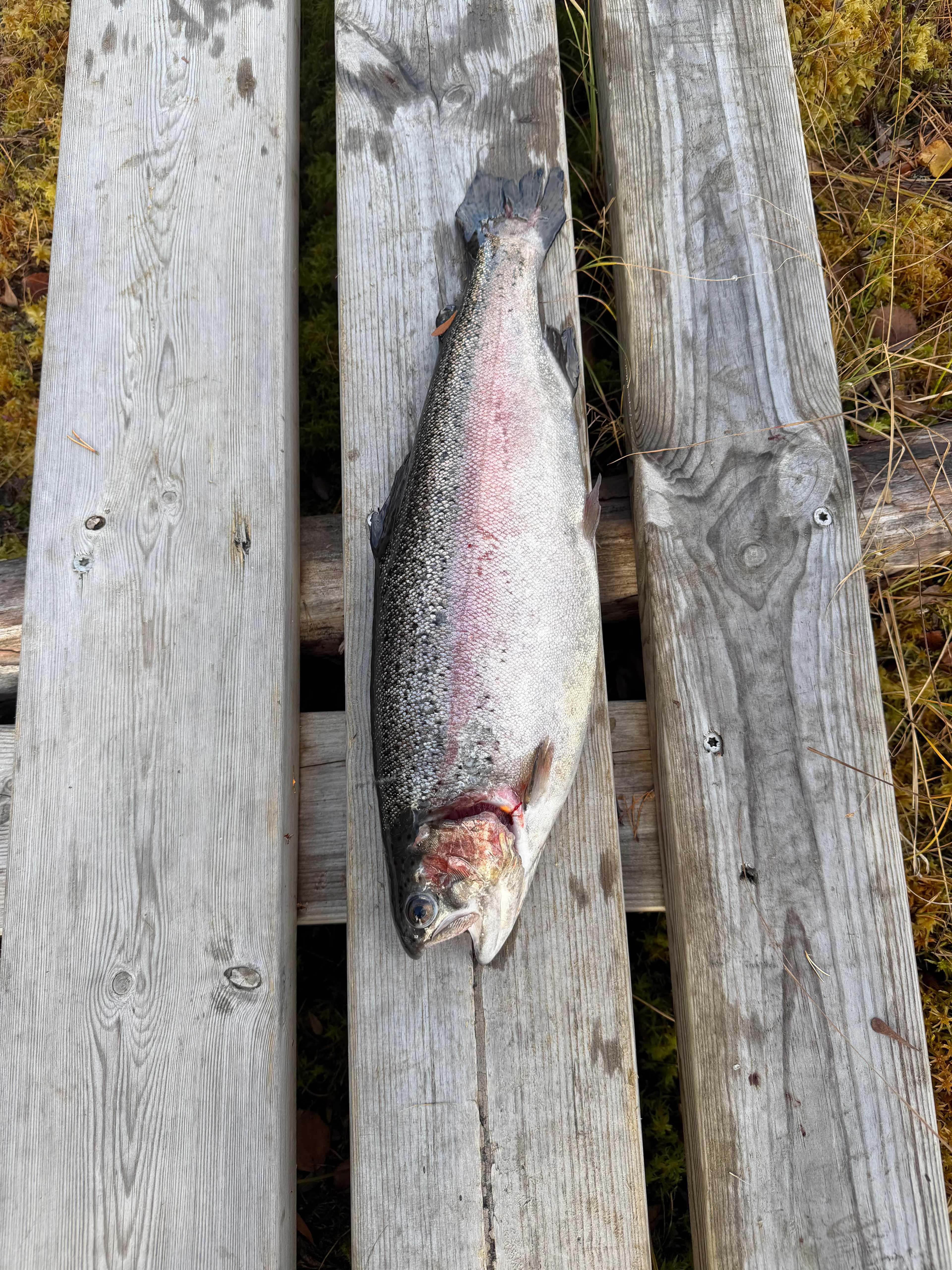Fångstrapportbild