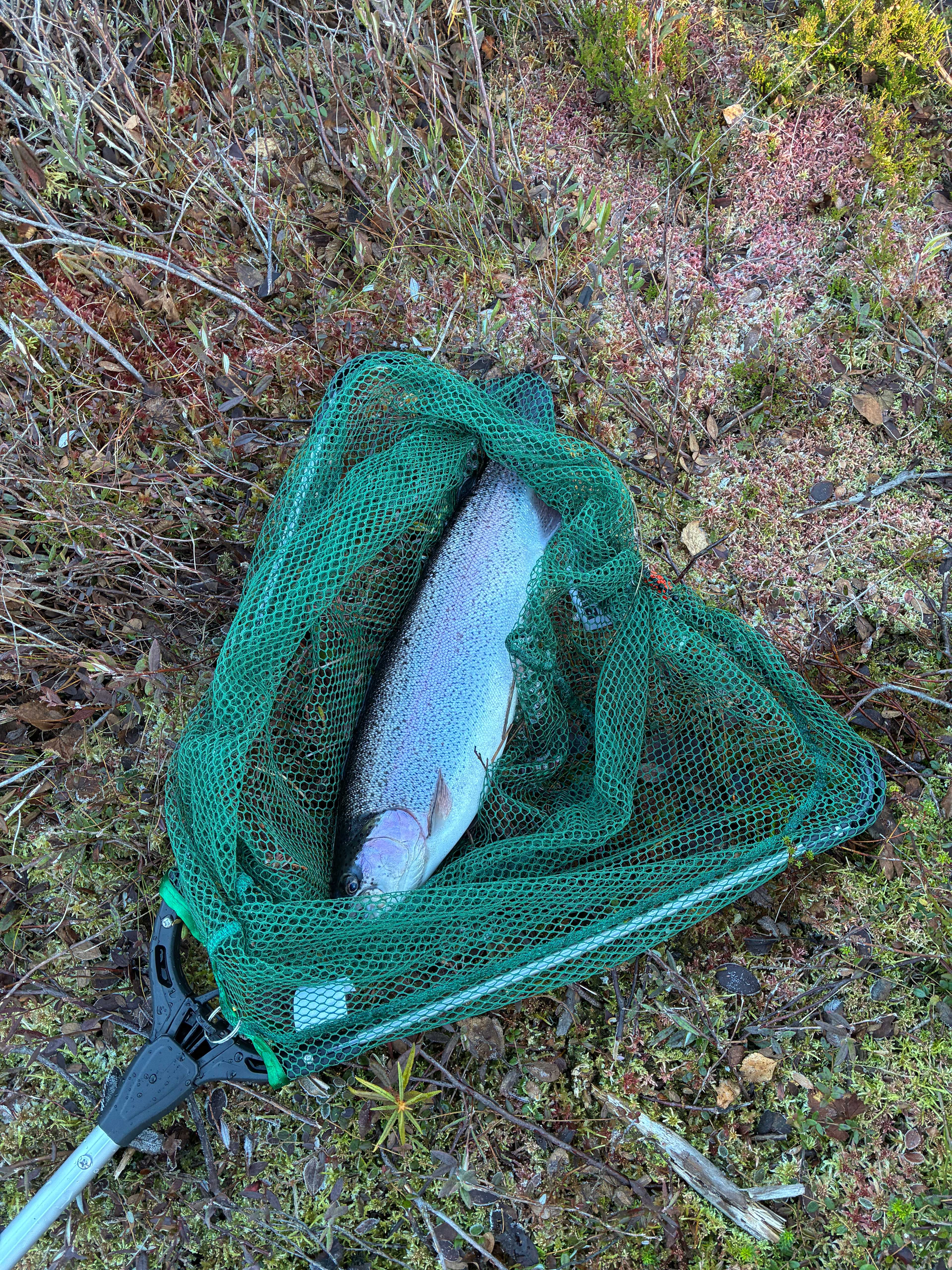 Fångstrapportbild