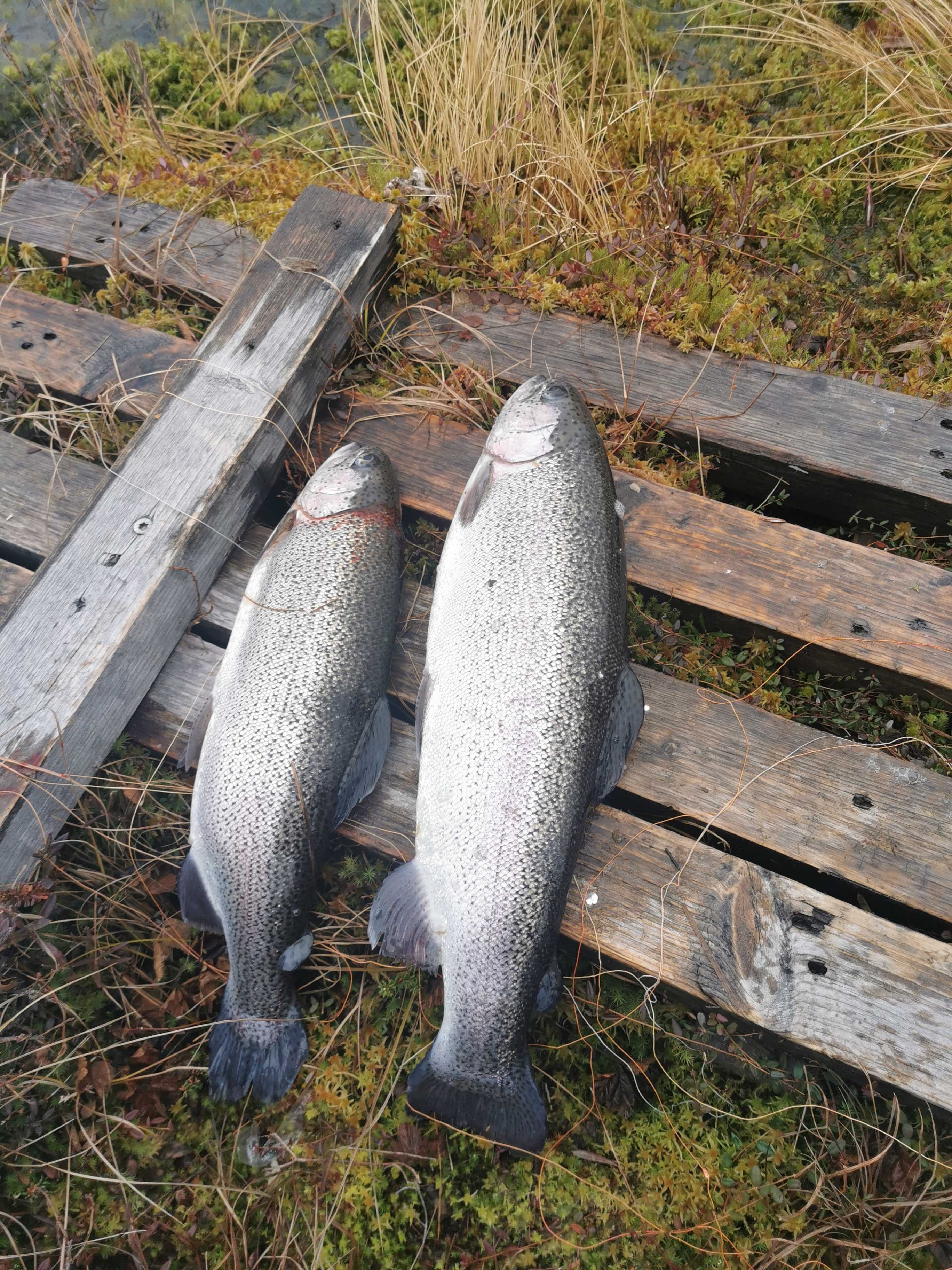 Fångstrapportbild