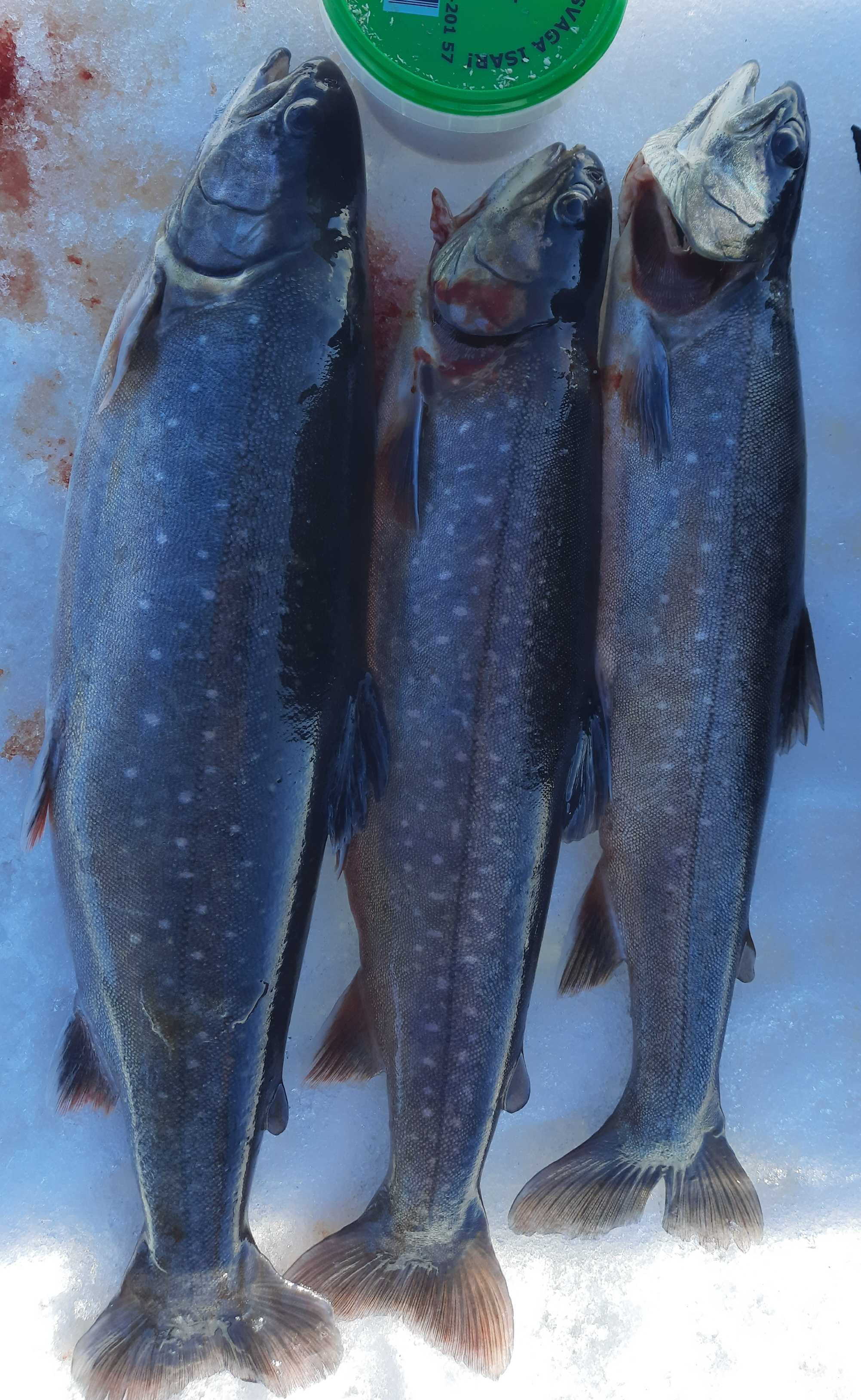 Kuva saaliista